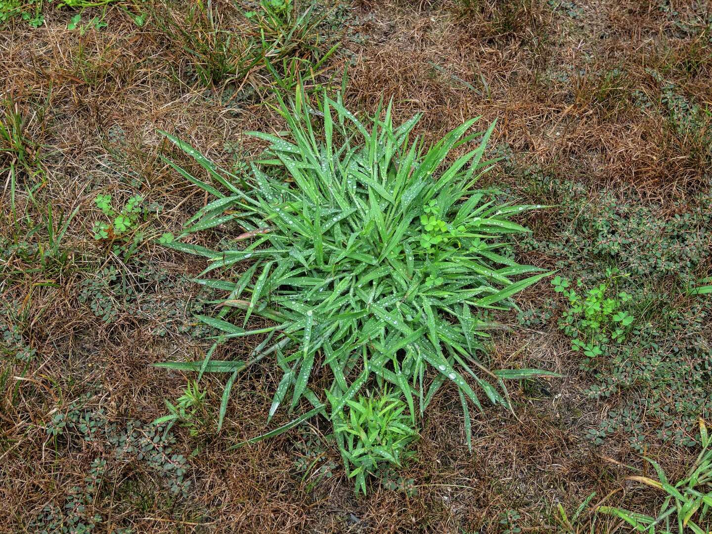 How Many Days Do You Have to Wait Before Seeding After Weed & Feed?