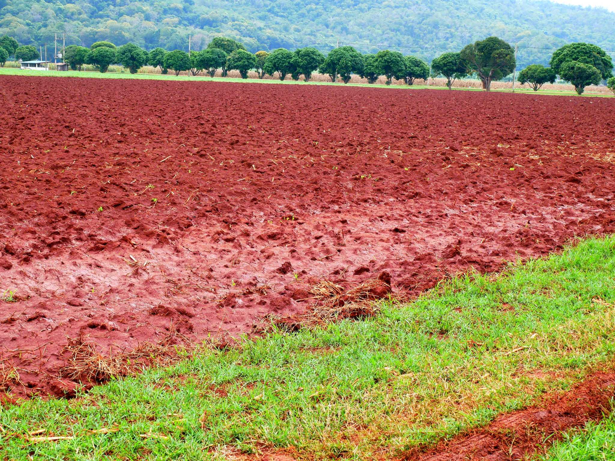 How Many Inches of Topsoil Do I Need for Grass?