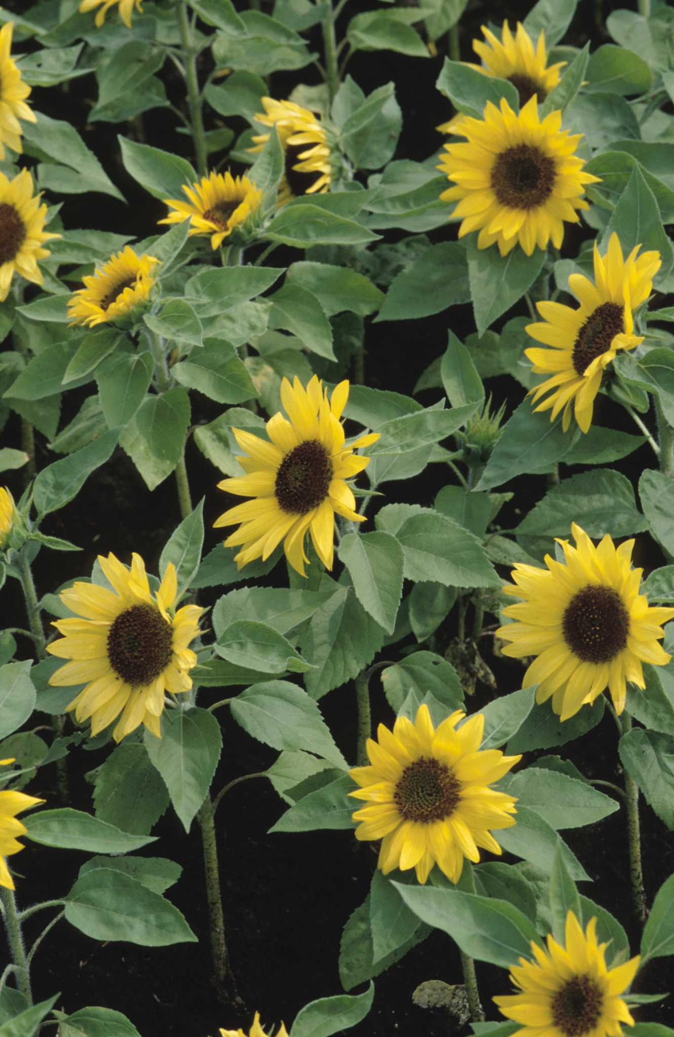 How Many Sunflowers for One Square Foot?