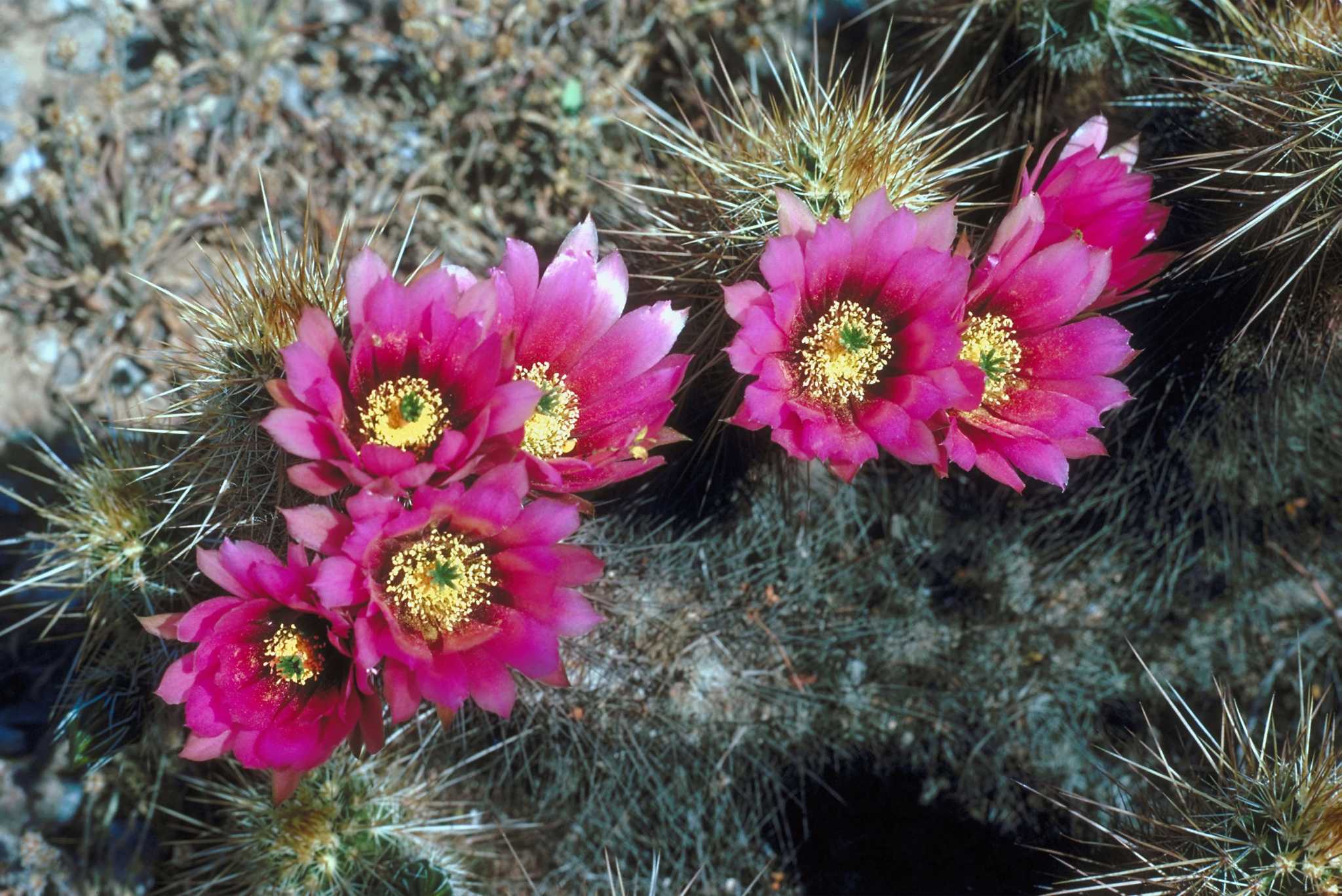 How Many Times Does a Cactus Reproduce in a Lifetime?