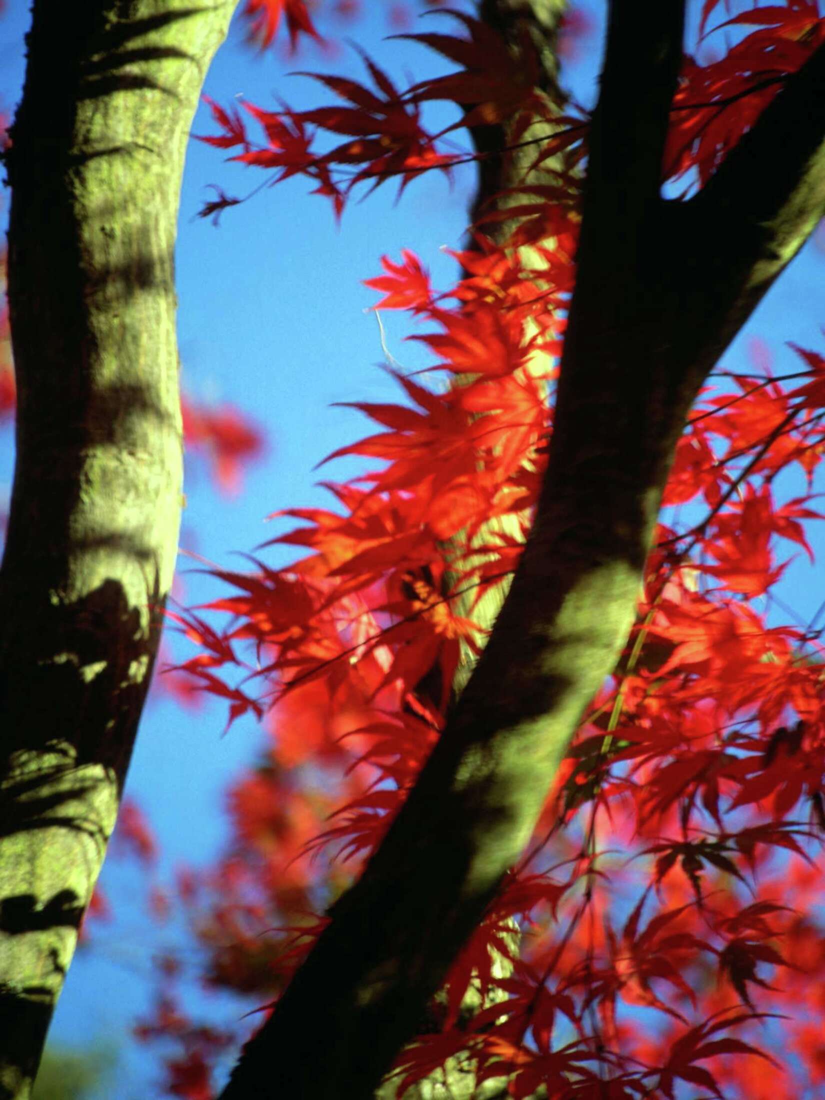 How to Help a Maple Tree Trunk That Turned Black