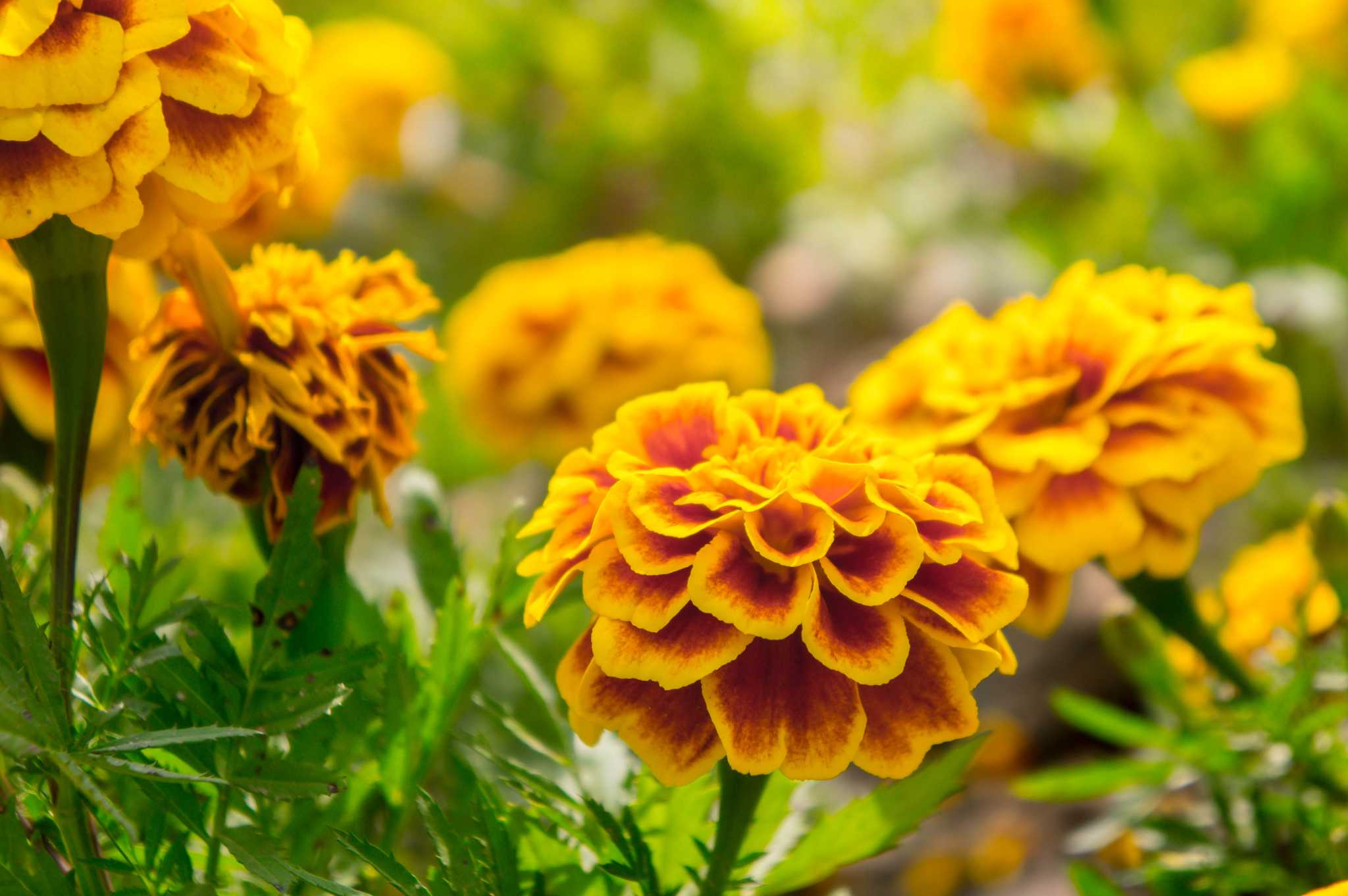 How to Plant Marigolds in Vegetable Gardens