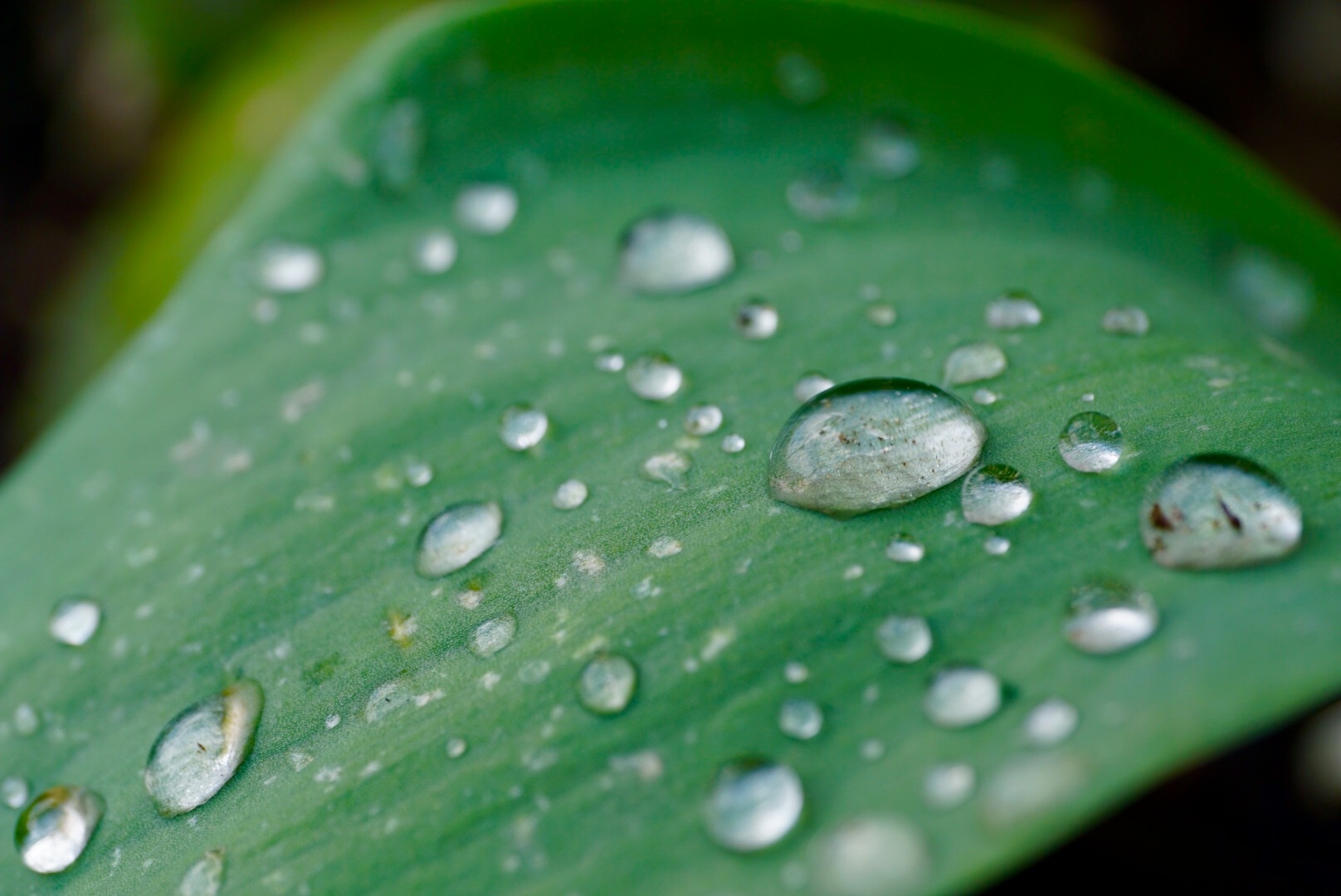 How Do I Match Drip Emitters to Plants & Trees?