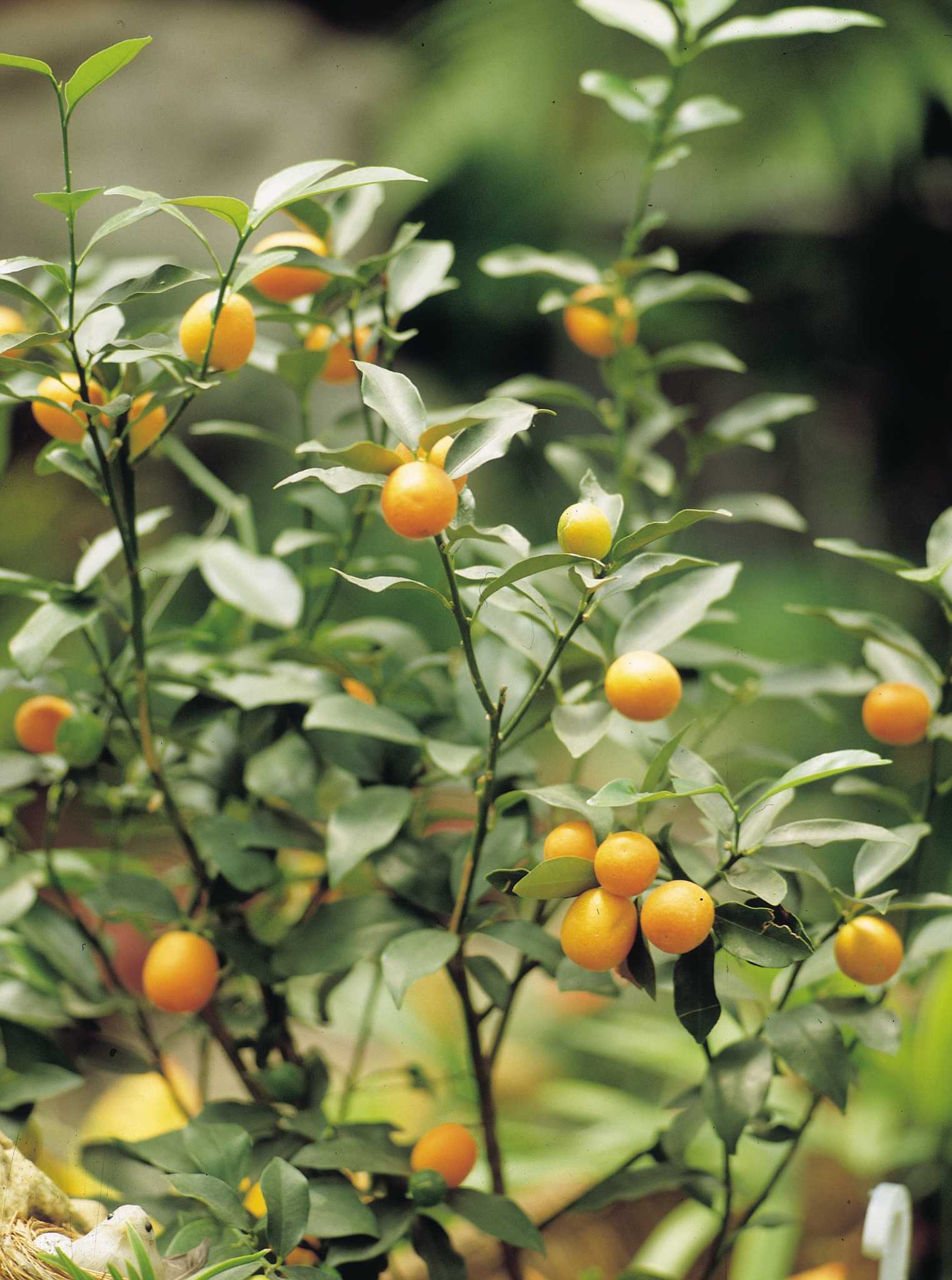 How to Start a Tangerine Tree From a Seed