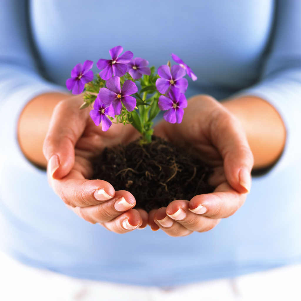 How to Start a Flower Seed Indoors