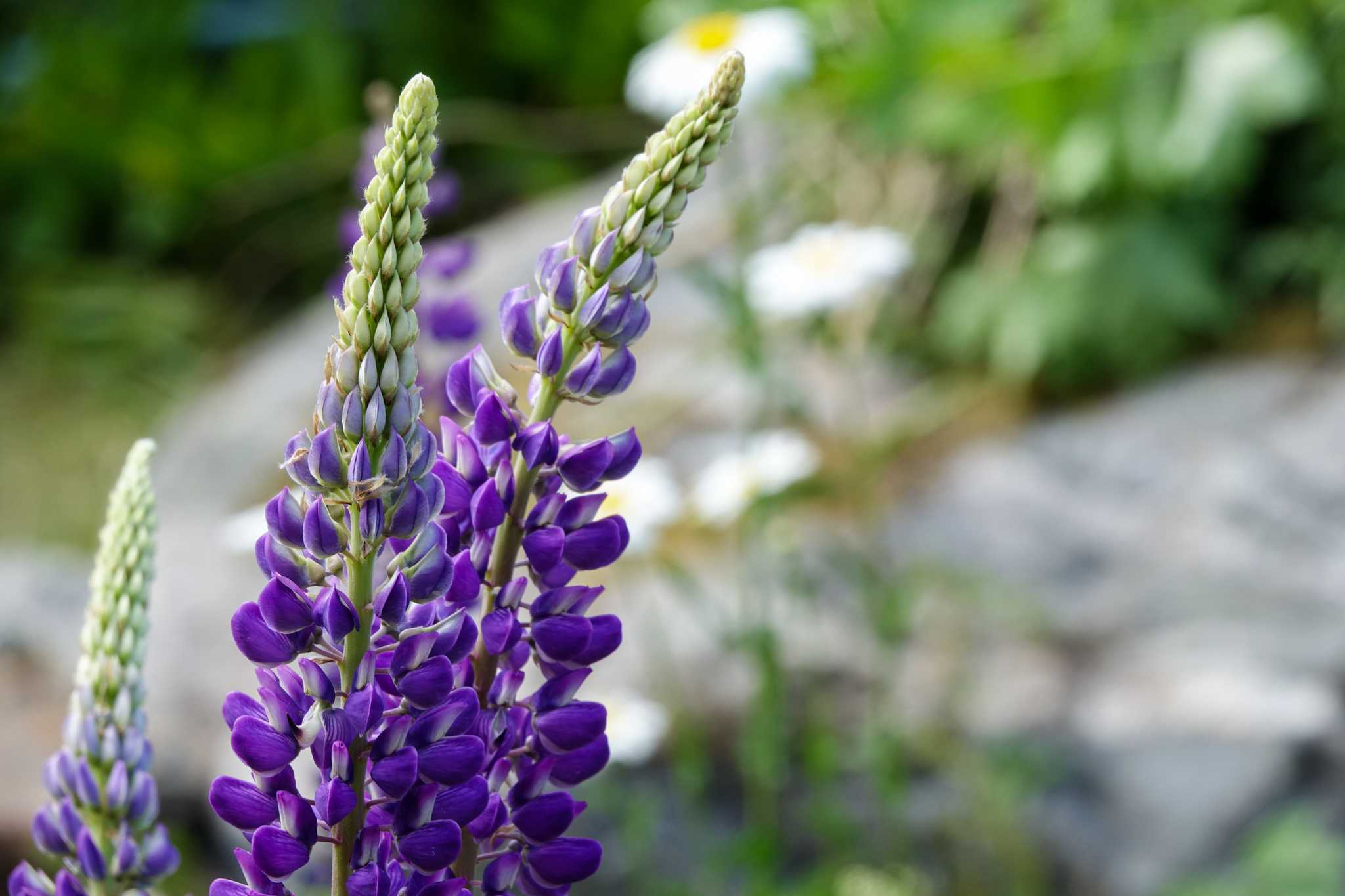 How to Start Lupine Seeds