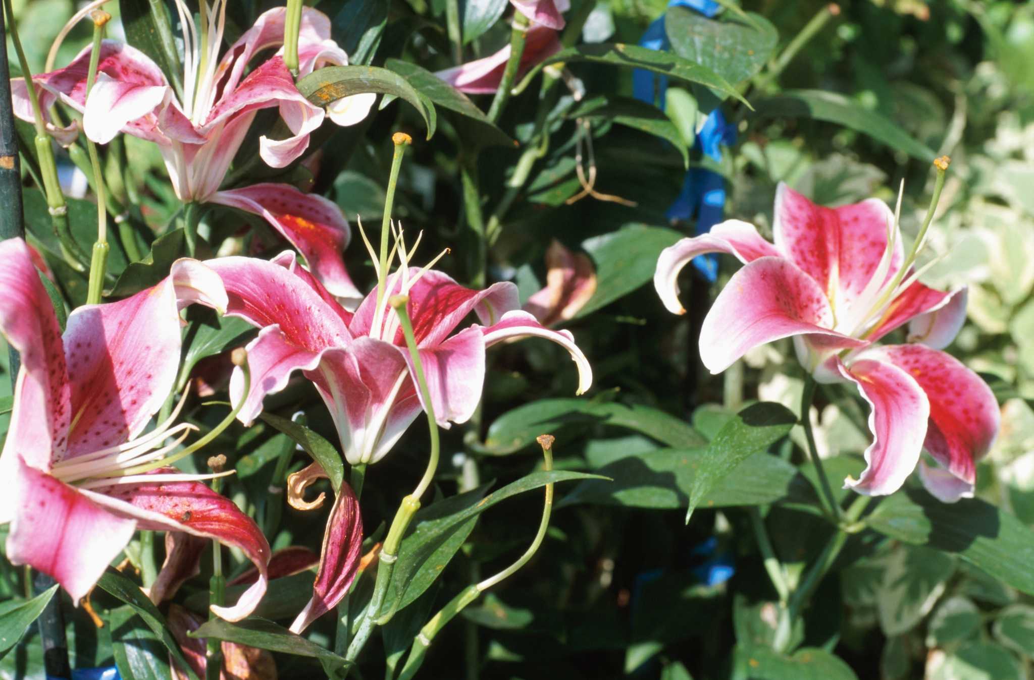 What Does It Mean if the Leaves on My Lily Are Drooping?