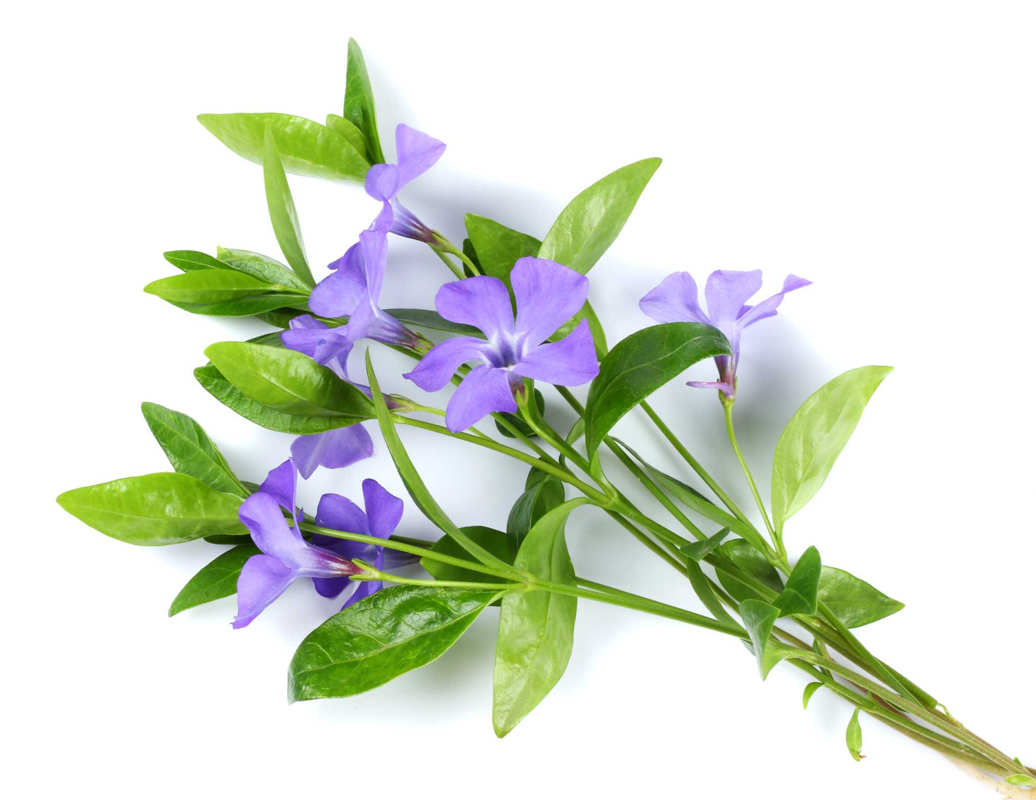 What Does It Mean When the Leaves of Vinca Flowers Turn Yellow?