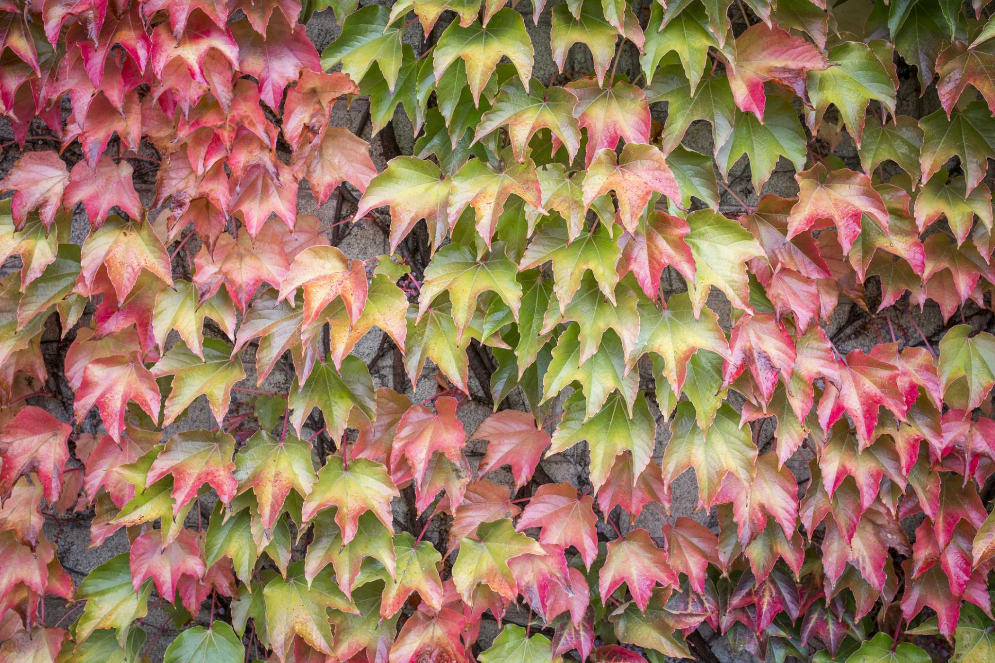 GoGardenNow - The Gardening Blog: Jeepers, Creepers! Virginia Creeper and  Boston Ivy