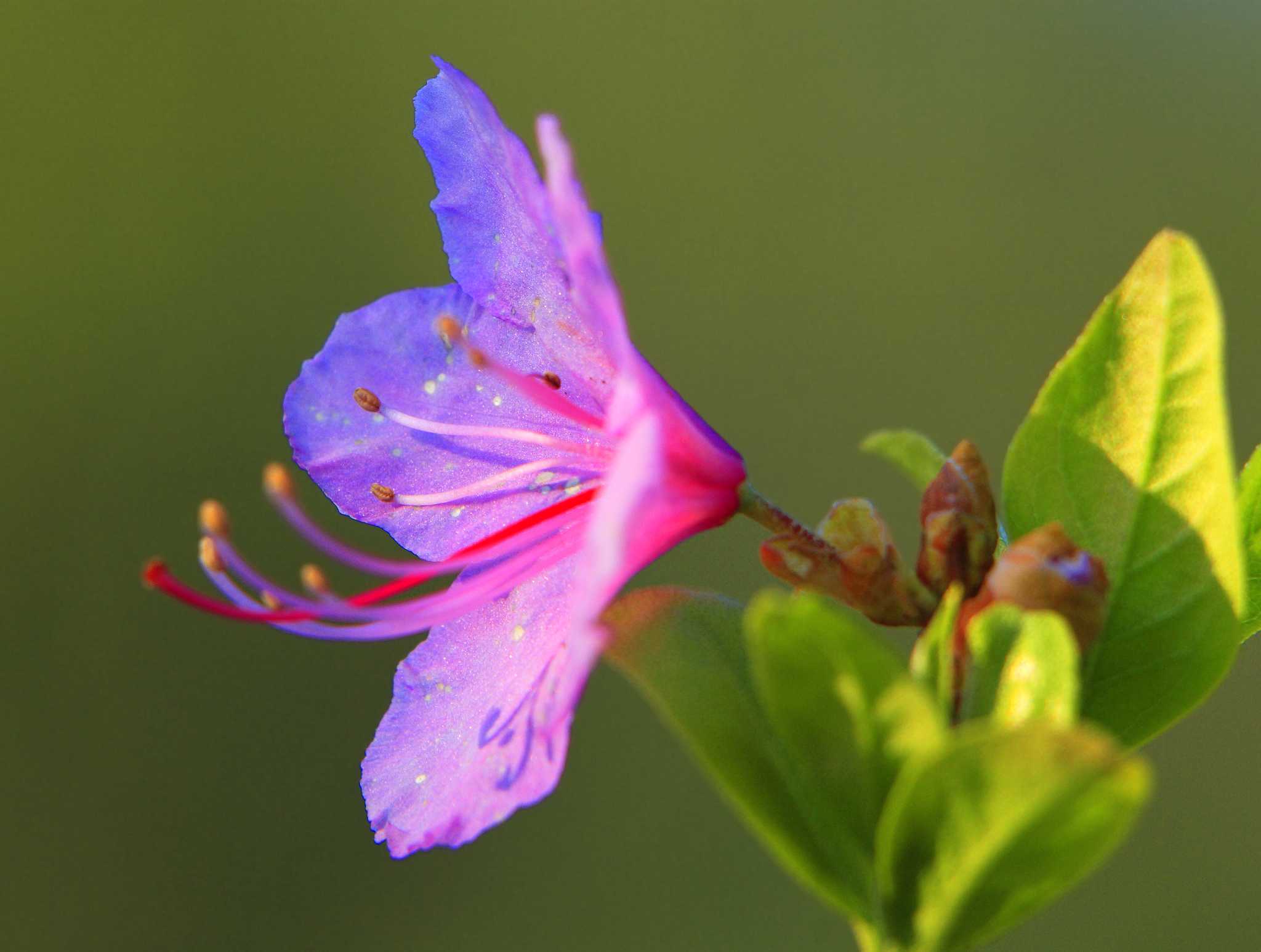 How to Start Rhododendrons From Cuttings
