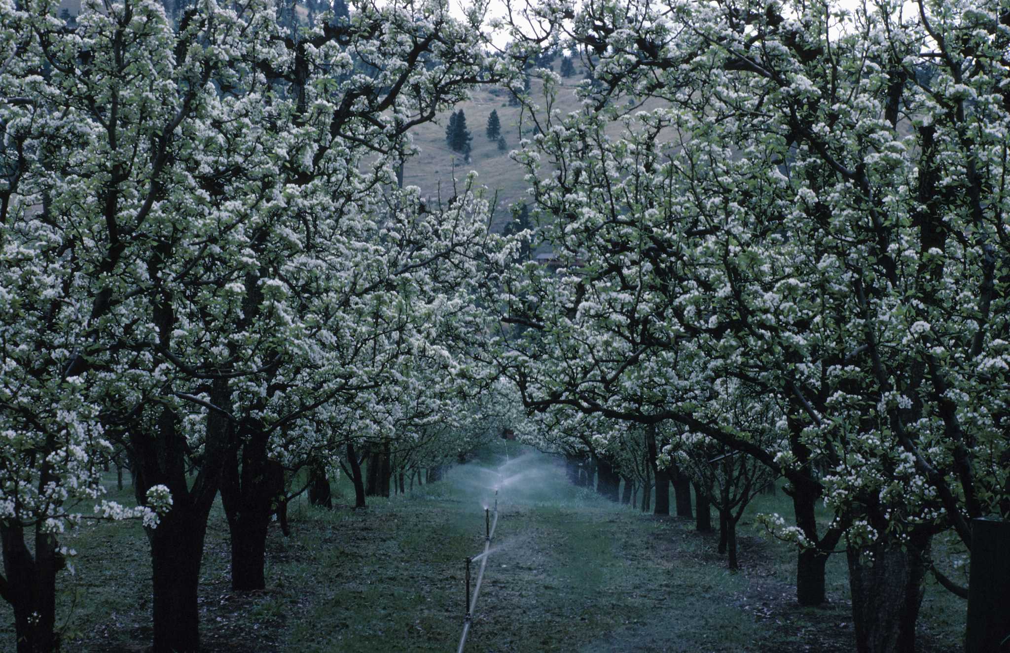 What Does It Mean if a Sprinkler Head Keeps Running When the System Is Turned Off?