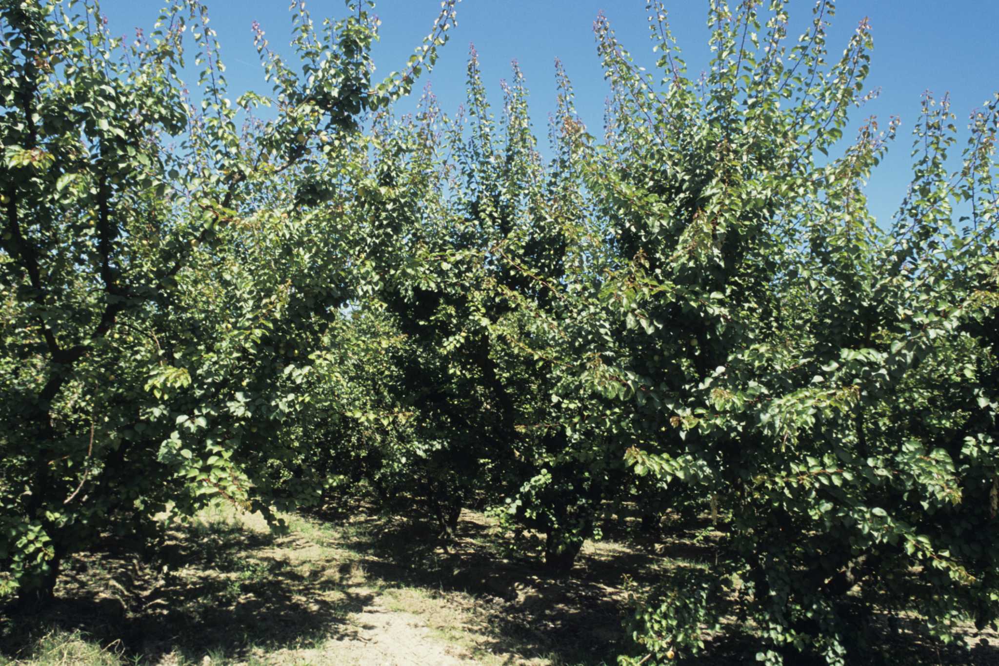 how-to-start-a-tree-from-an-apricot-seed