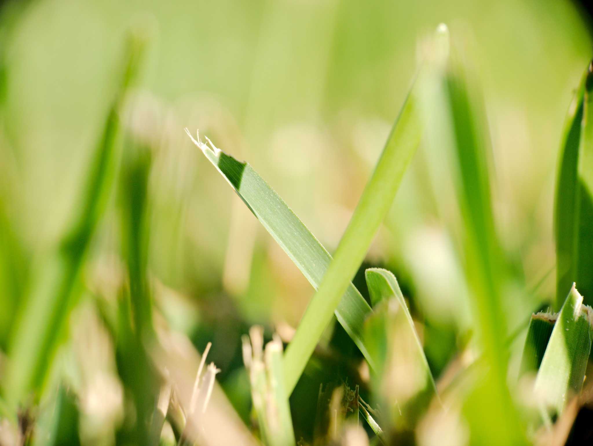 Why Is My St. Augustine Grass Dying in Certain Spots?