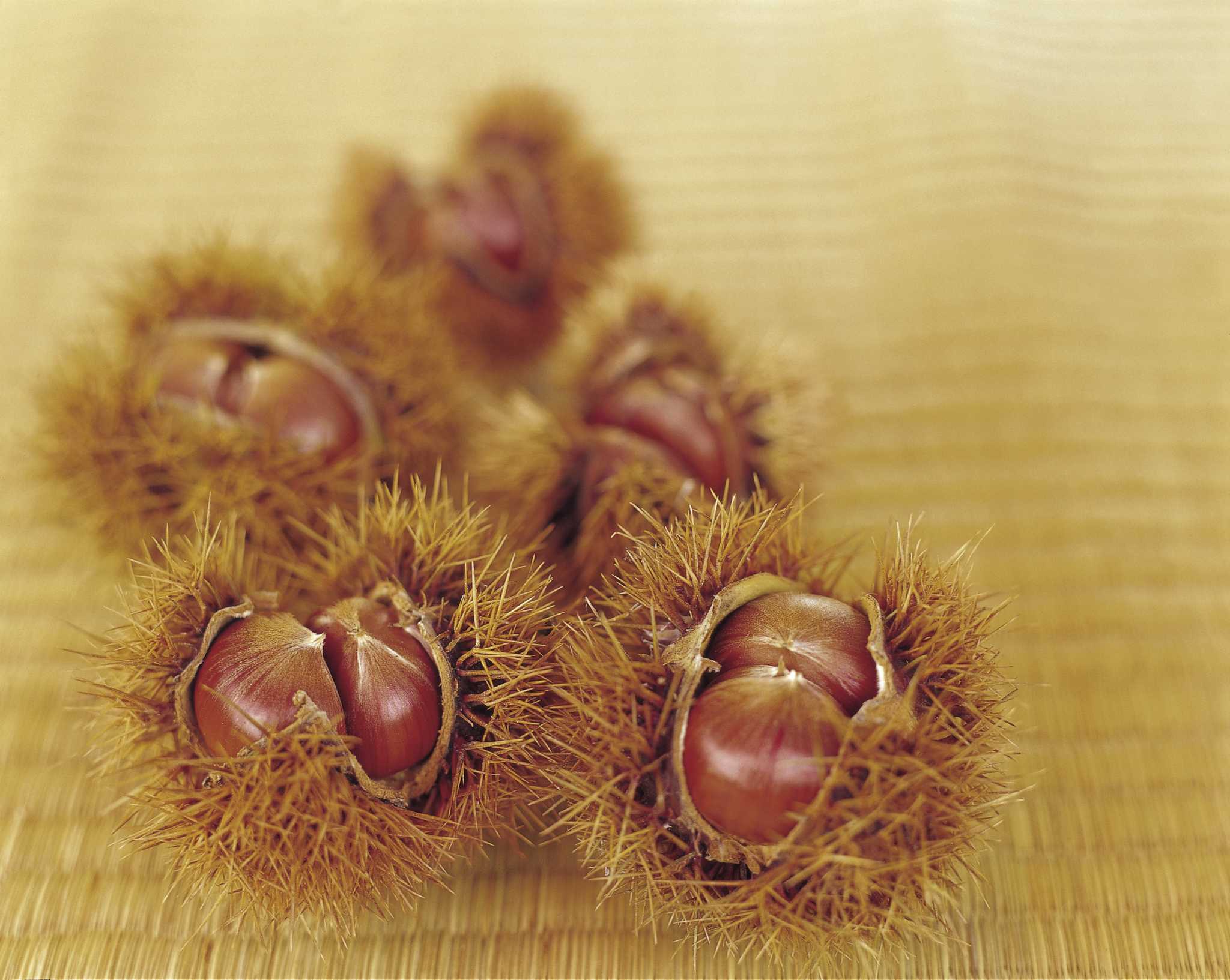 Sticker Burr Weed Killer