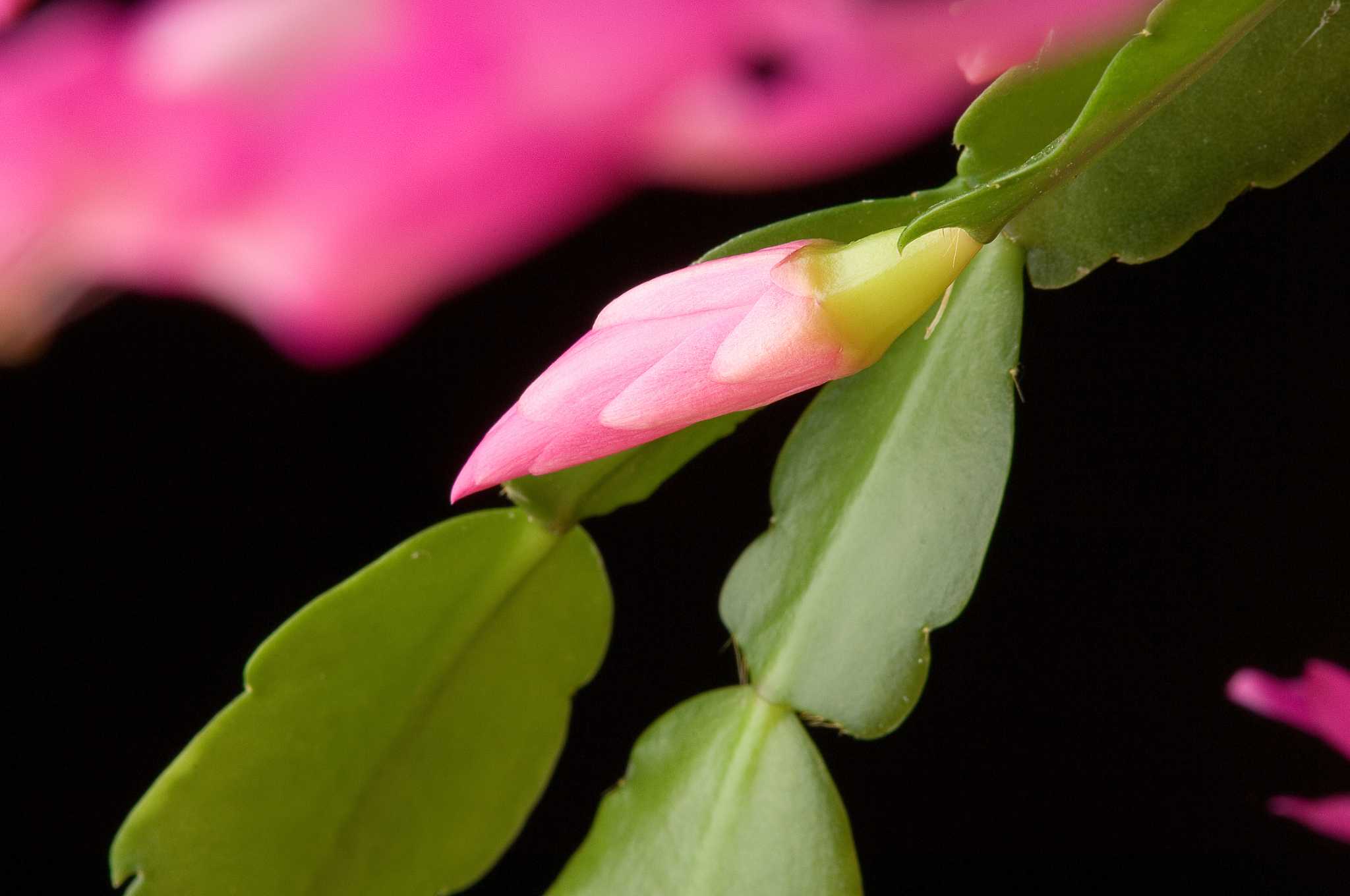 how-to-stimulate-root-growth-in-a-christmas-cactus