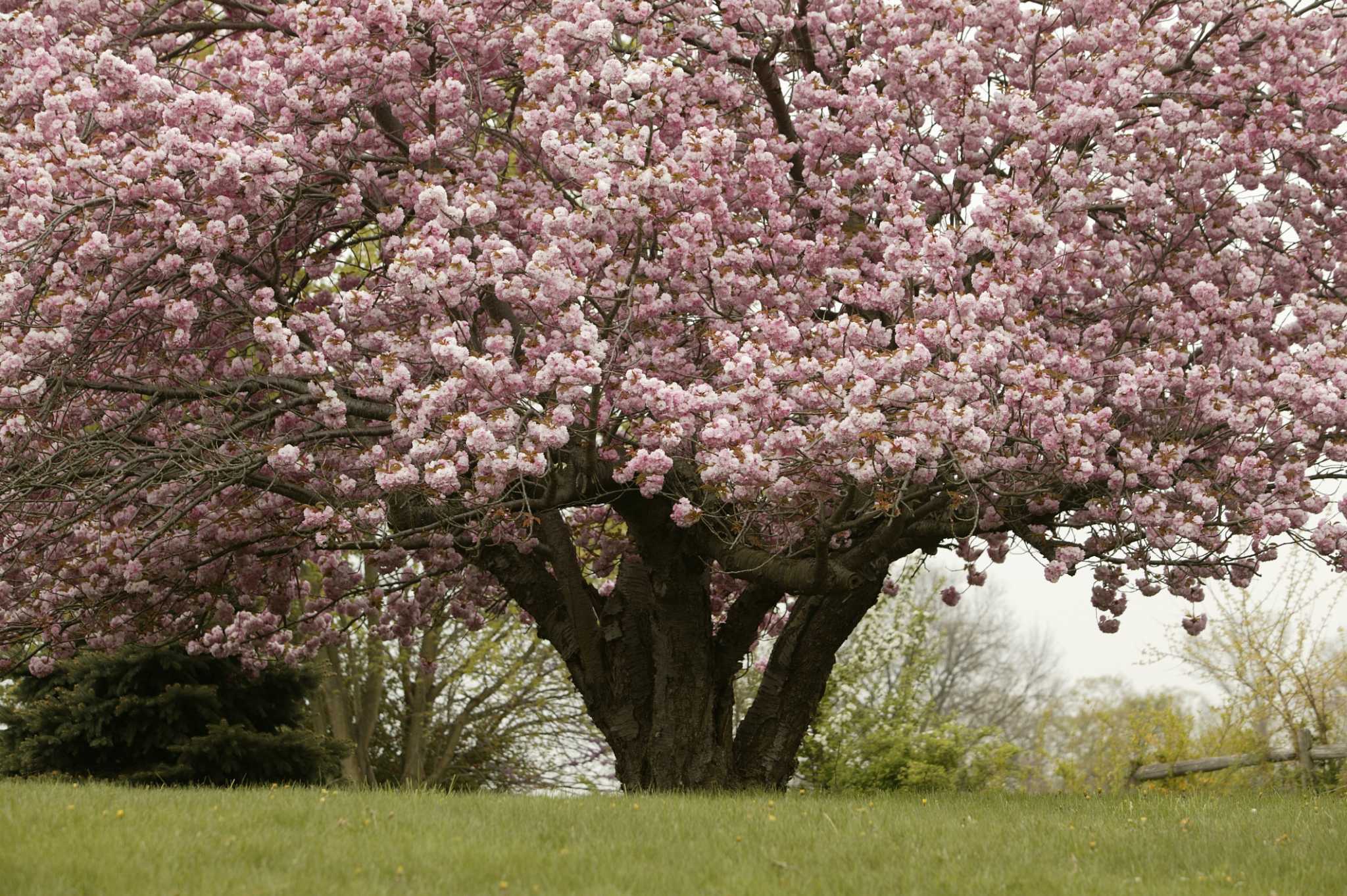 Northern Spy Apple Tree - Stark Bro's