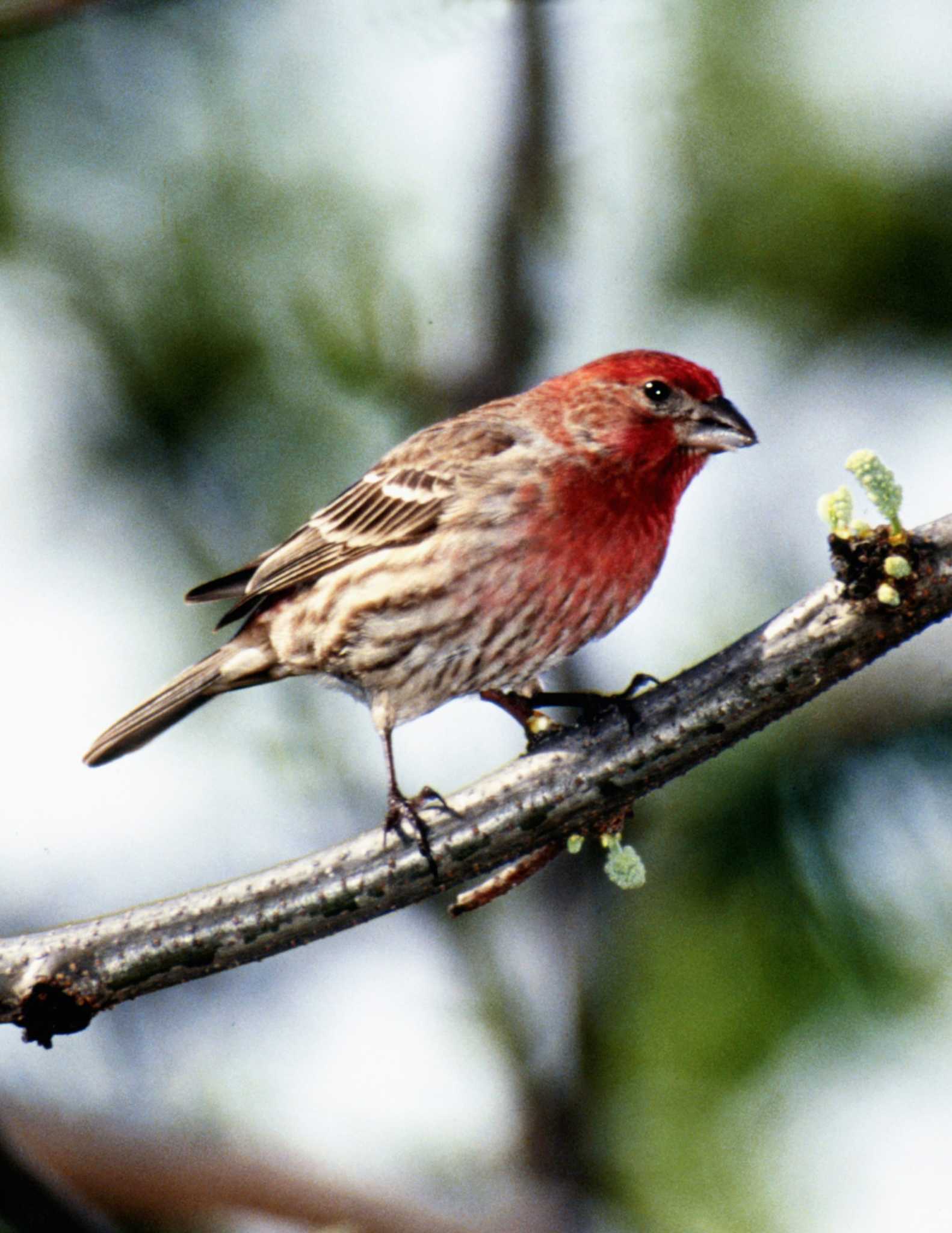 How To Stop Bird Seed From Falling To The Ground Under Feeder