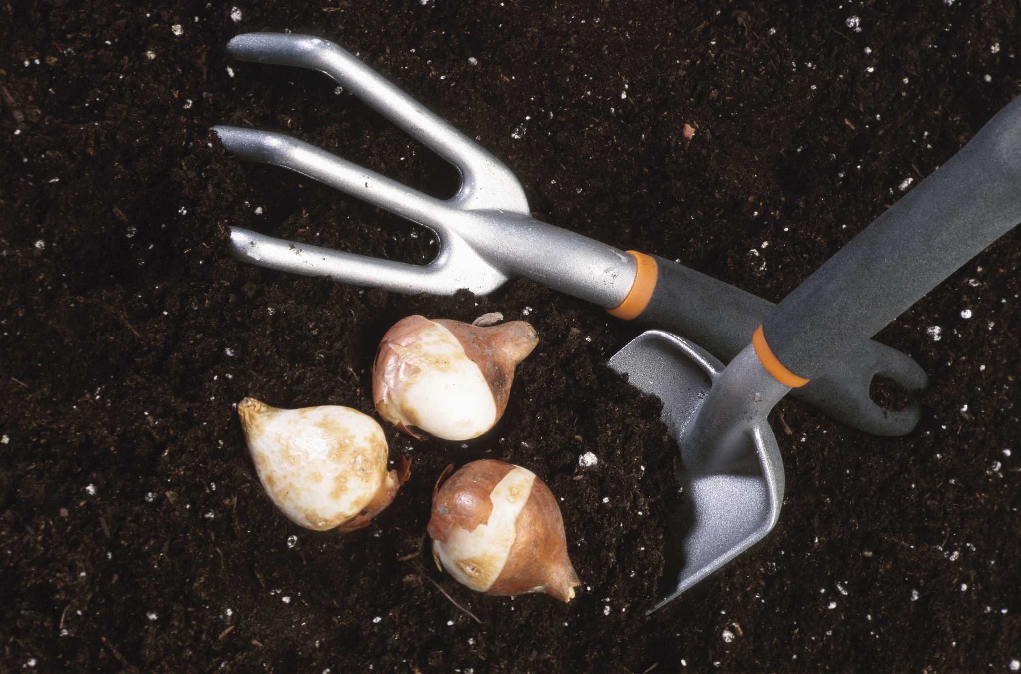 How to Stop Gophers From Eating Flower Bulbs