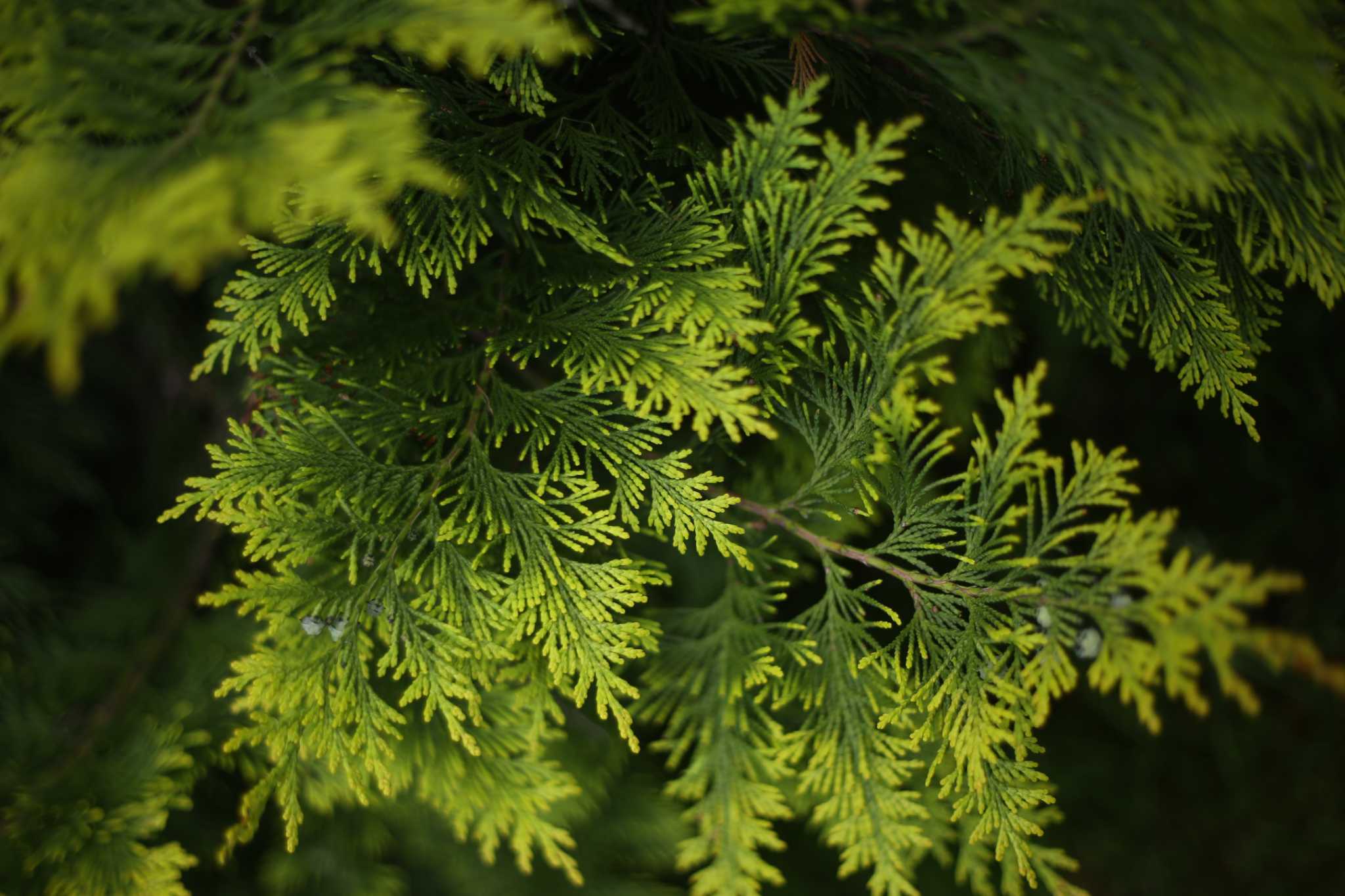 How to Stop Juniper Bushes From Turning Brown