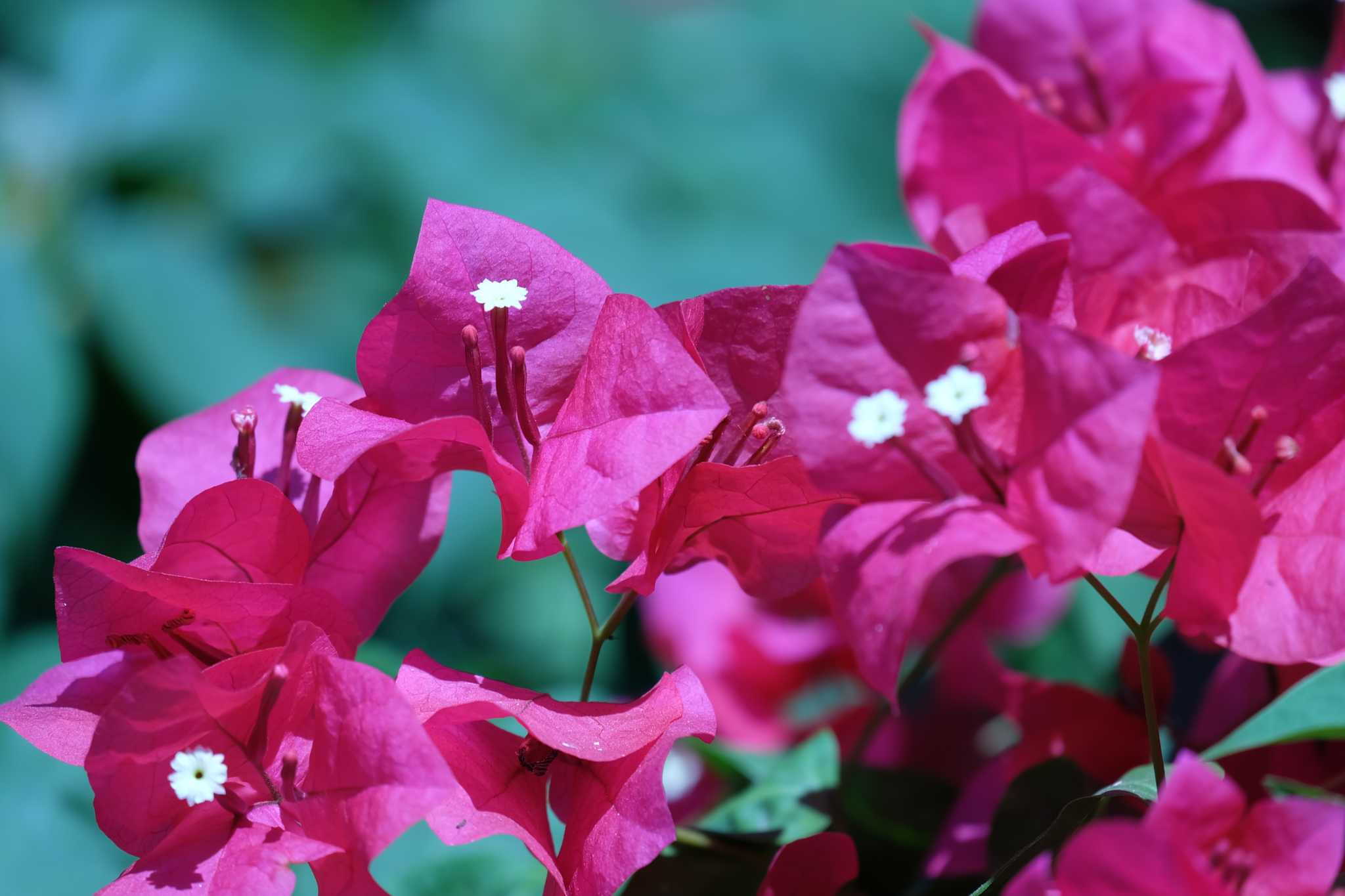 The Minimum Temperature for Bougainvillea