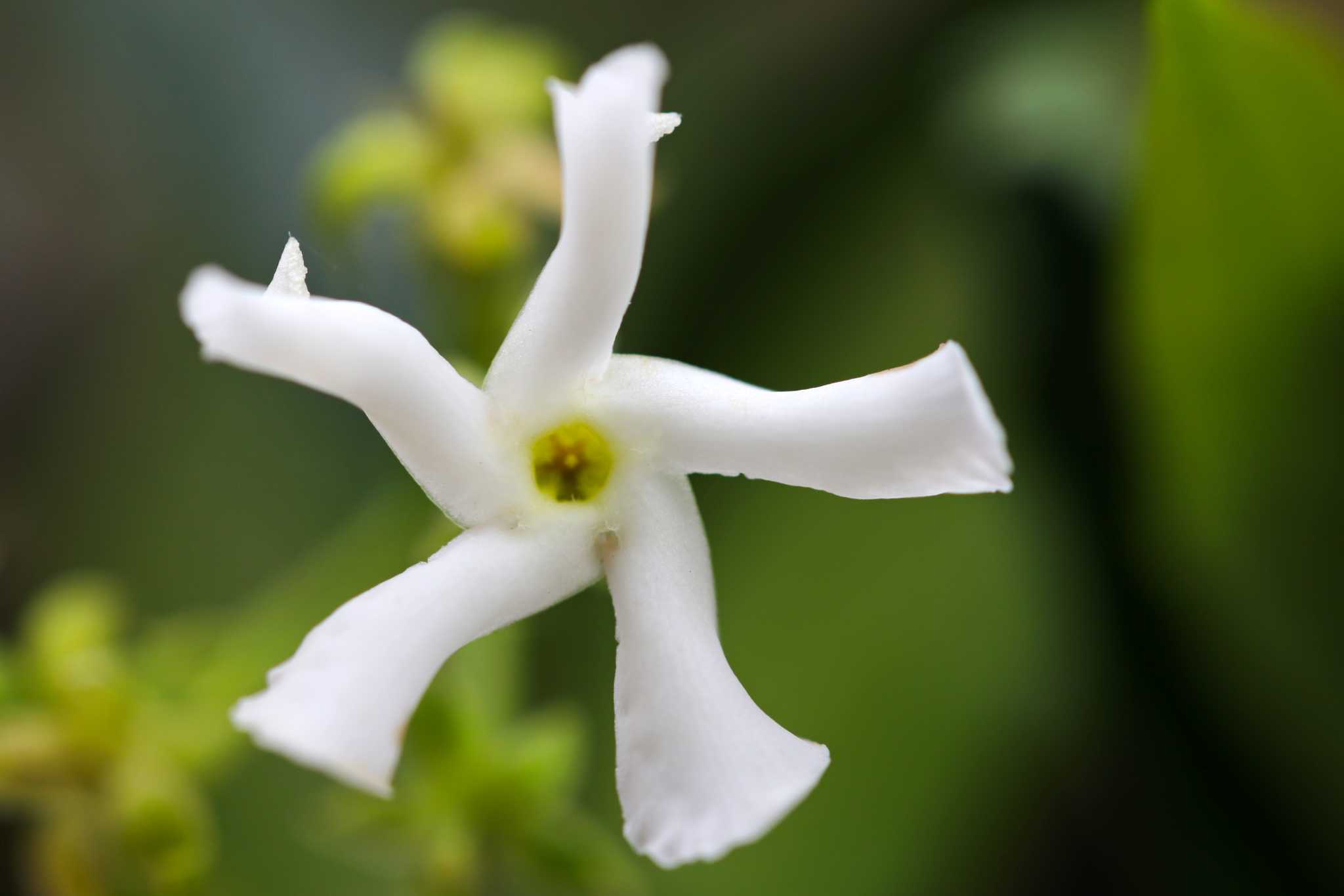 What Is the Minimum Temperature for Star Jasmine?