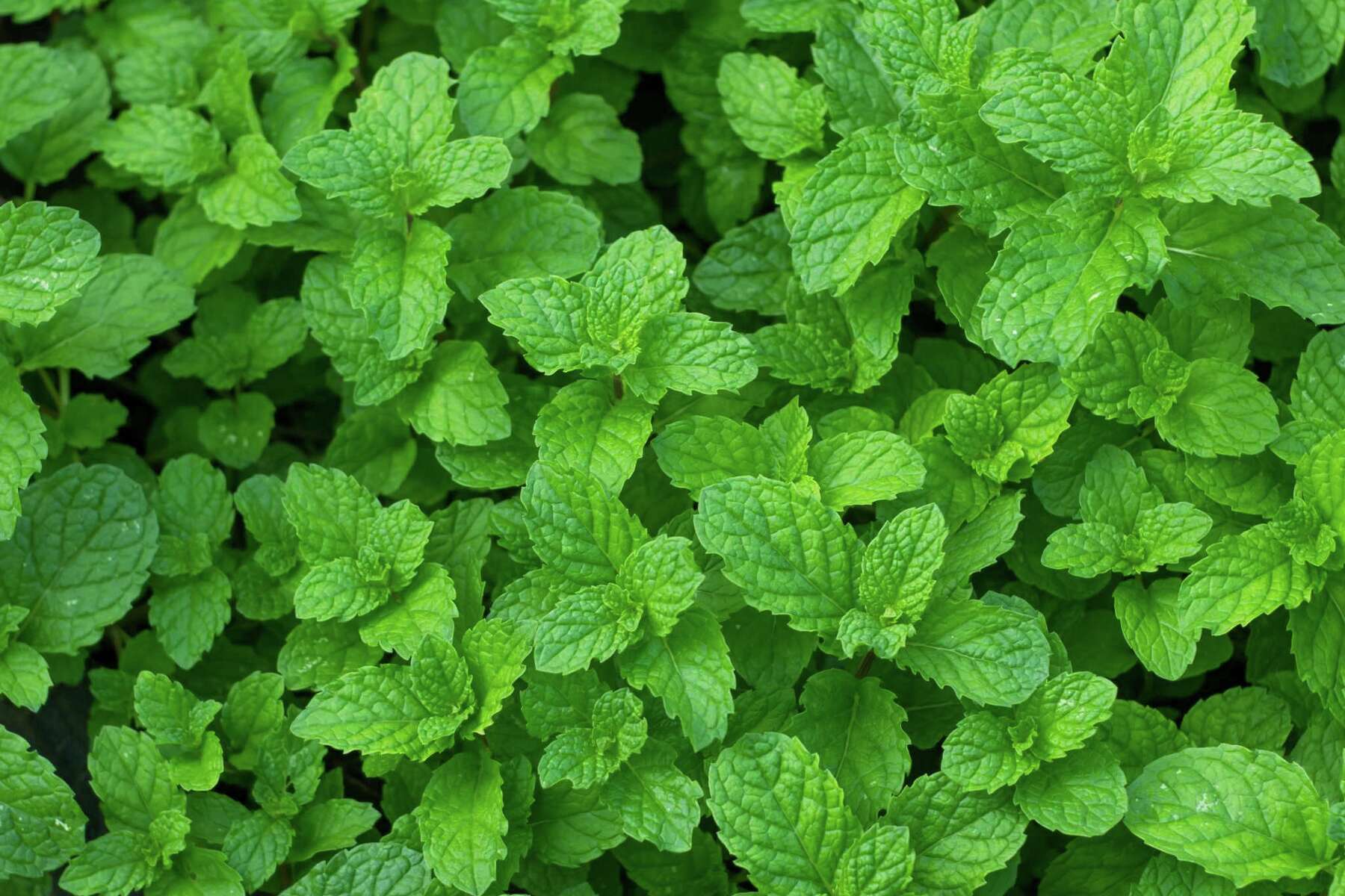 are mint safe for dogs