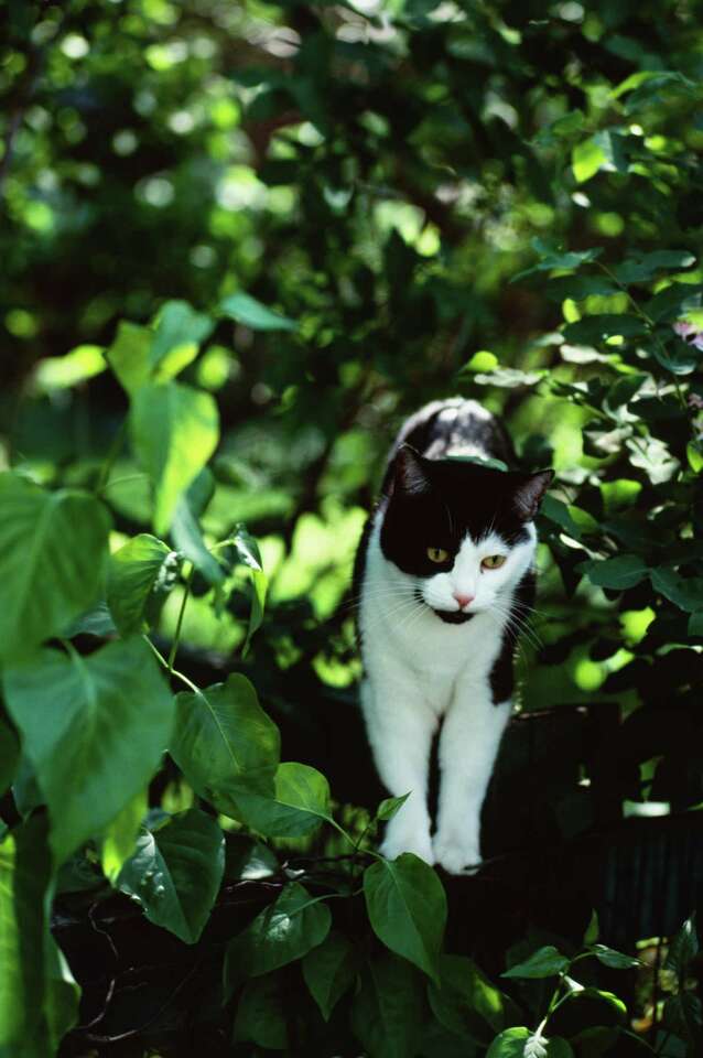 How to Stop Mice From Eating Strawberries