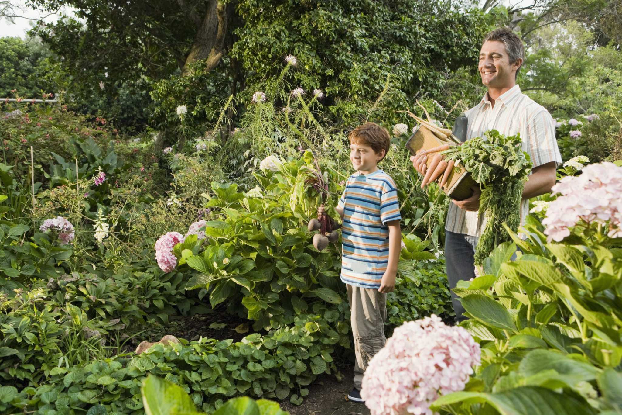 miracle-gro-plant-food-daily-ratio