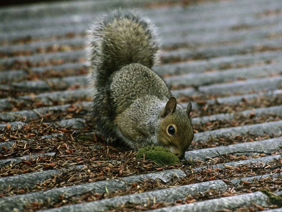 How to Stop Squirrels From Eating Siding
