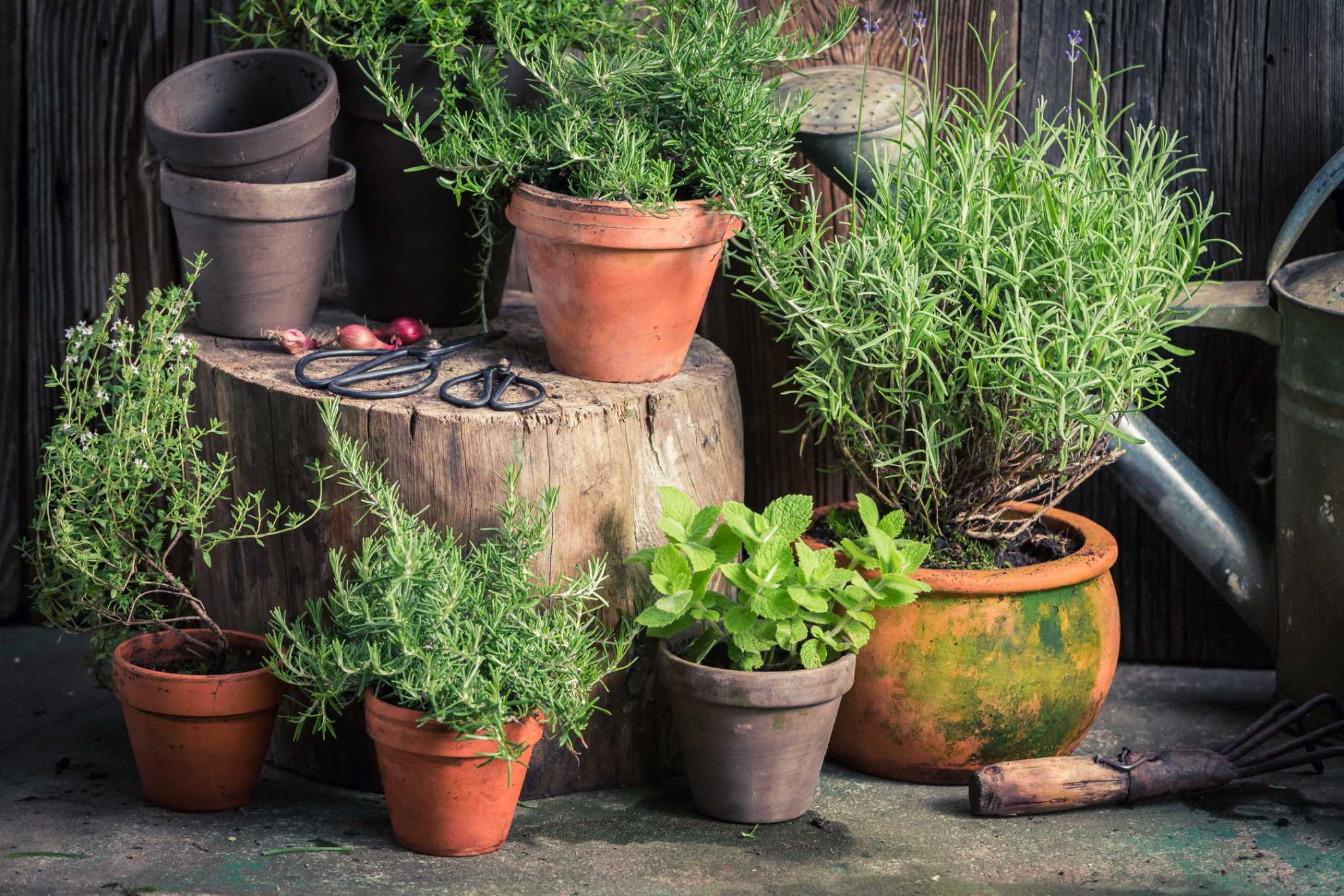 What Is the Best Mix of Herbs to Grow Together in a Pot?