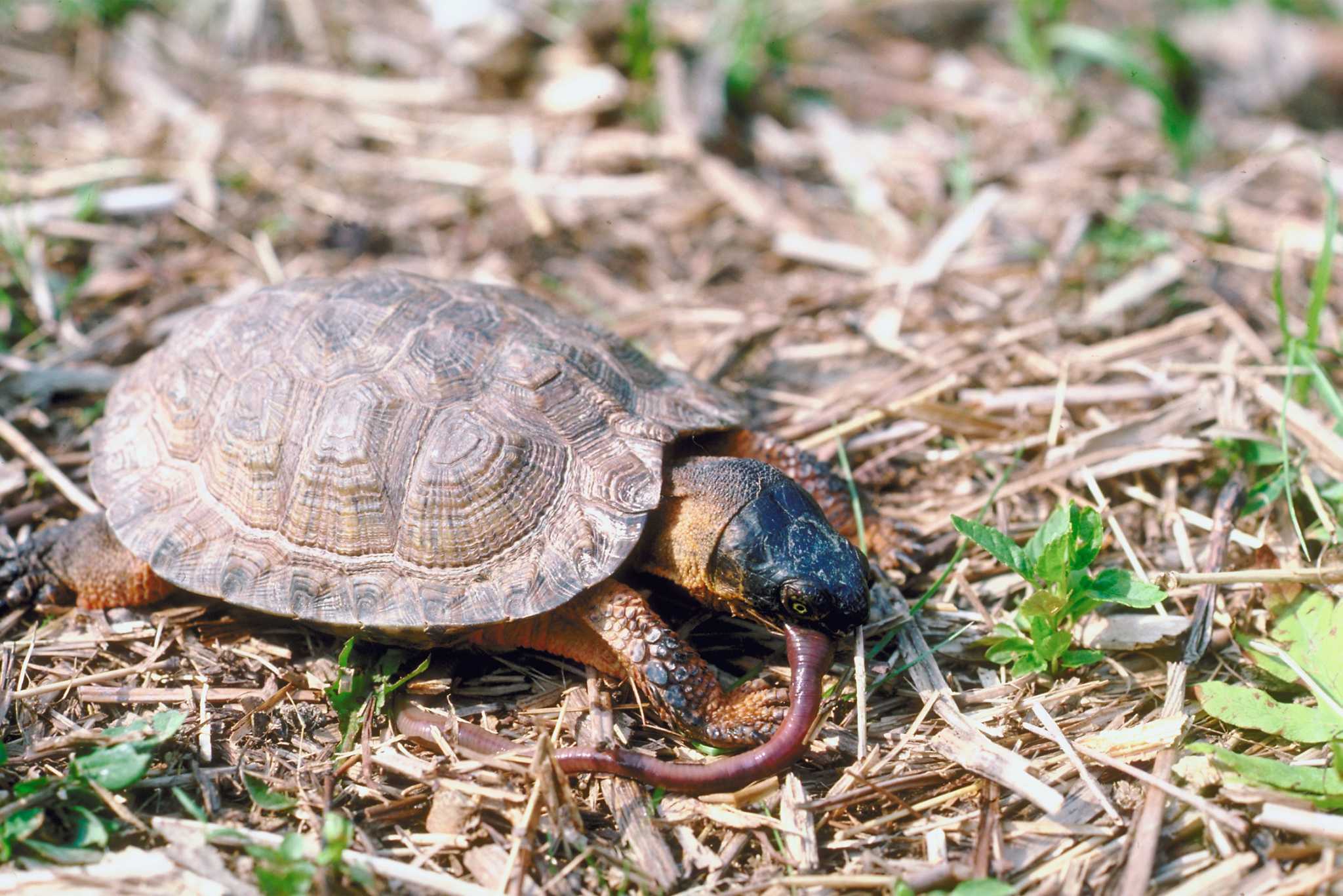 How To Stop A Turtle From Eating Tomatoes In A Garden