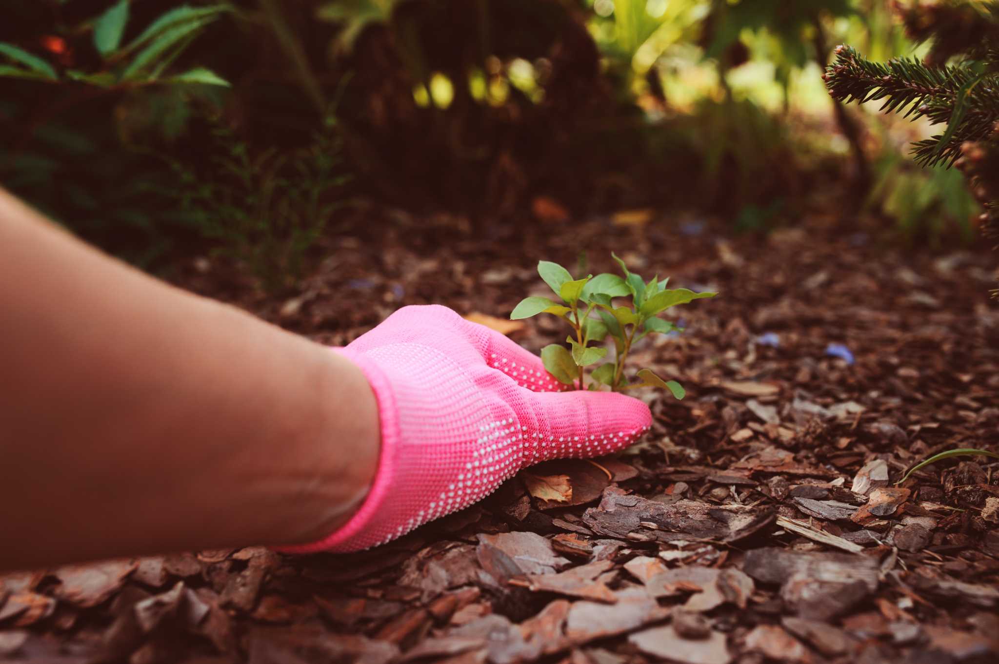 When Your Weed Mat Becomes a Mat of Weeds — Distinctive Gardening