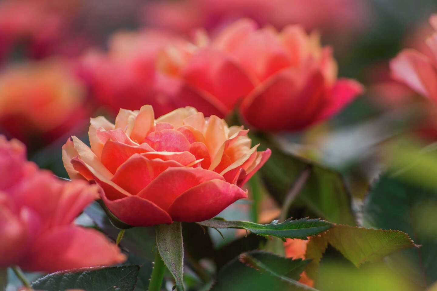 How to Store Rose Bushes in a Container in the Winter