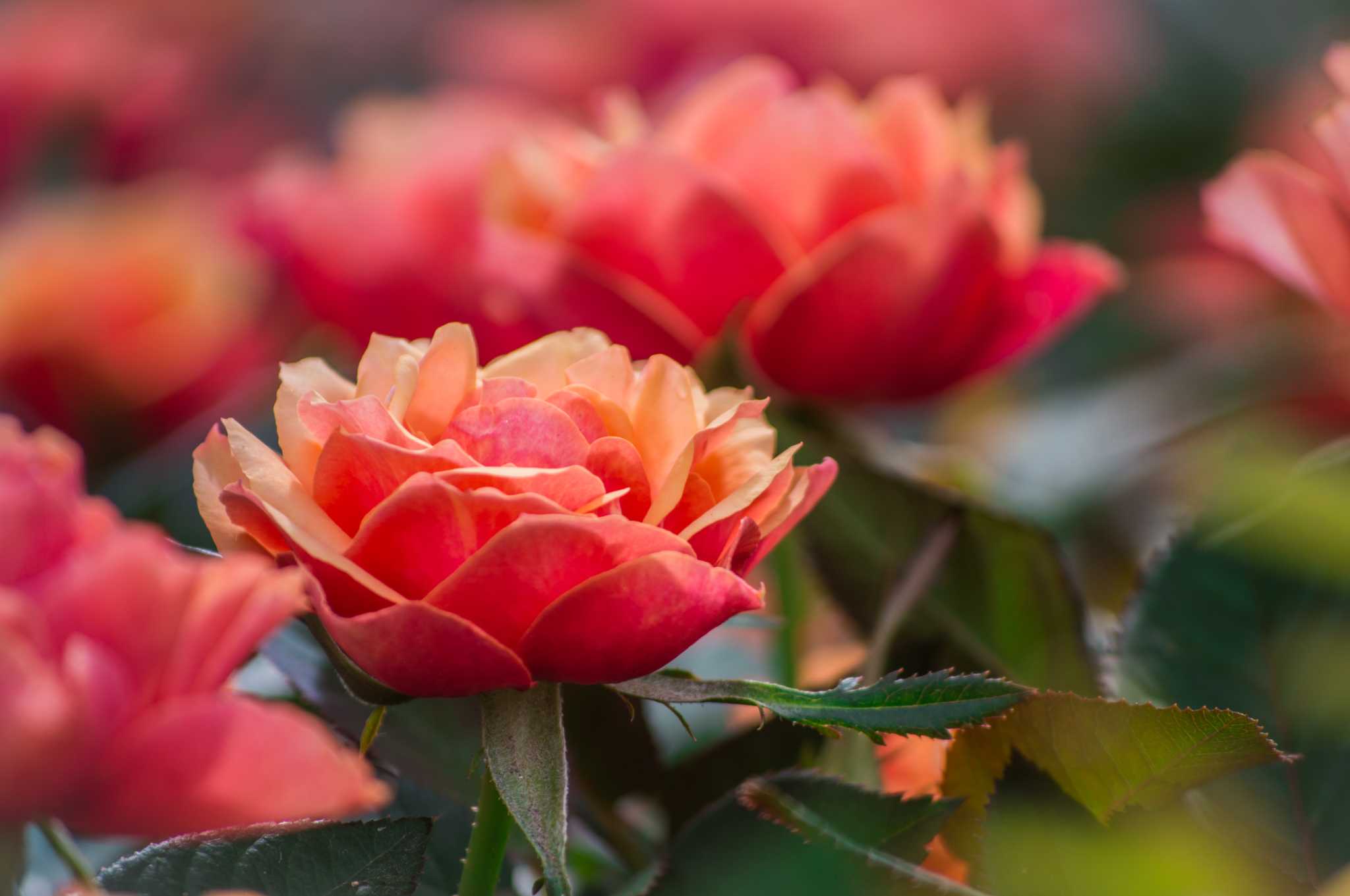 How to Store Rose Bushes in a Container in the Winter