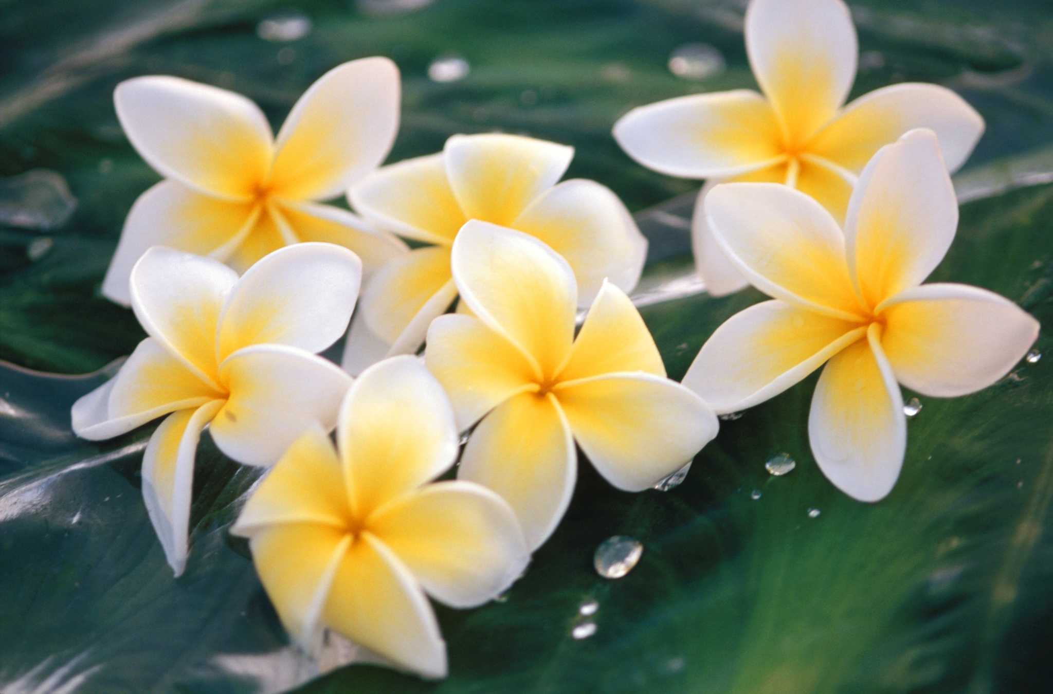 Tropical Plumeria Flower Mold