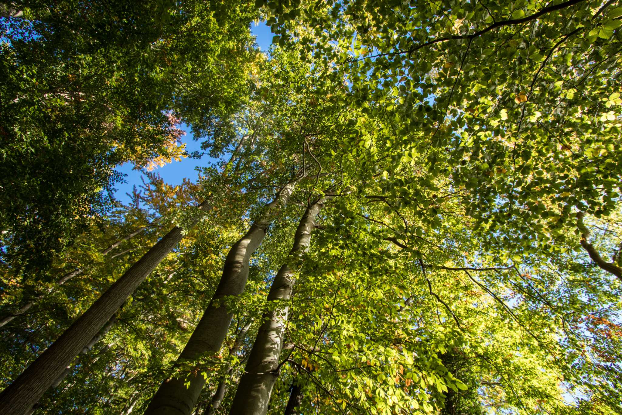 Do Money Tree Plants Need Direct Sunlight?