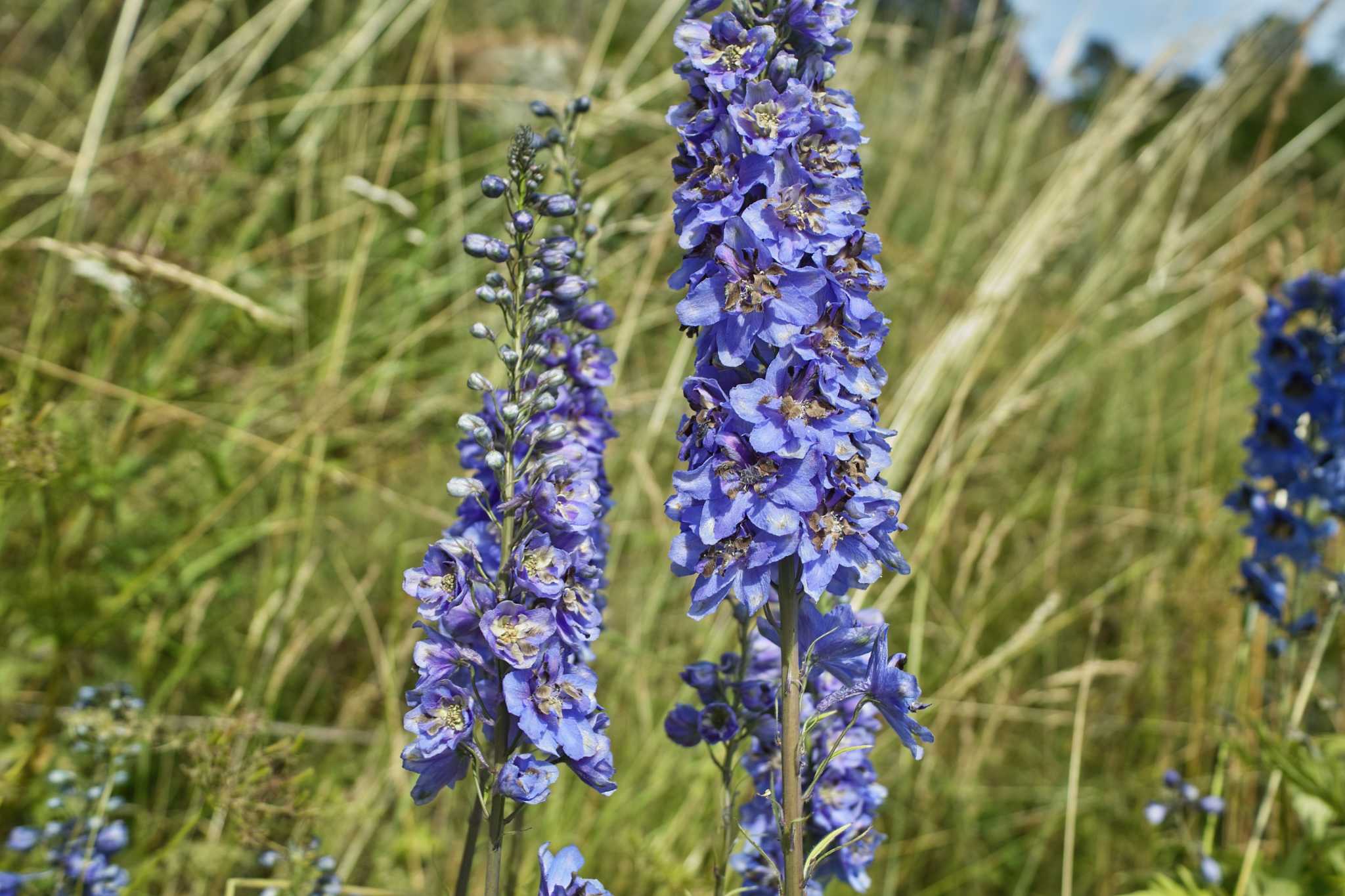 How To Get A Monkshood Plant To Re Bloom   RawImage 