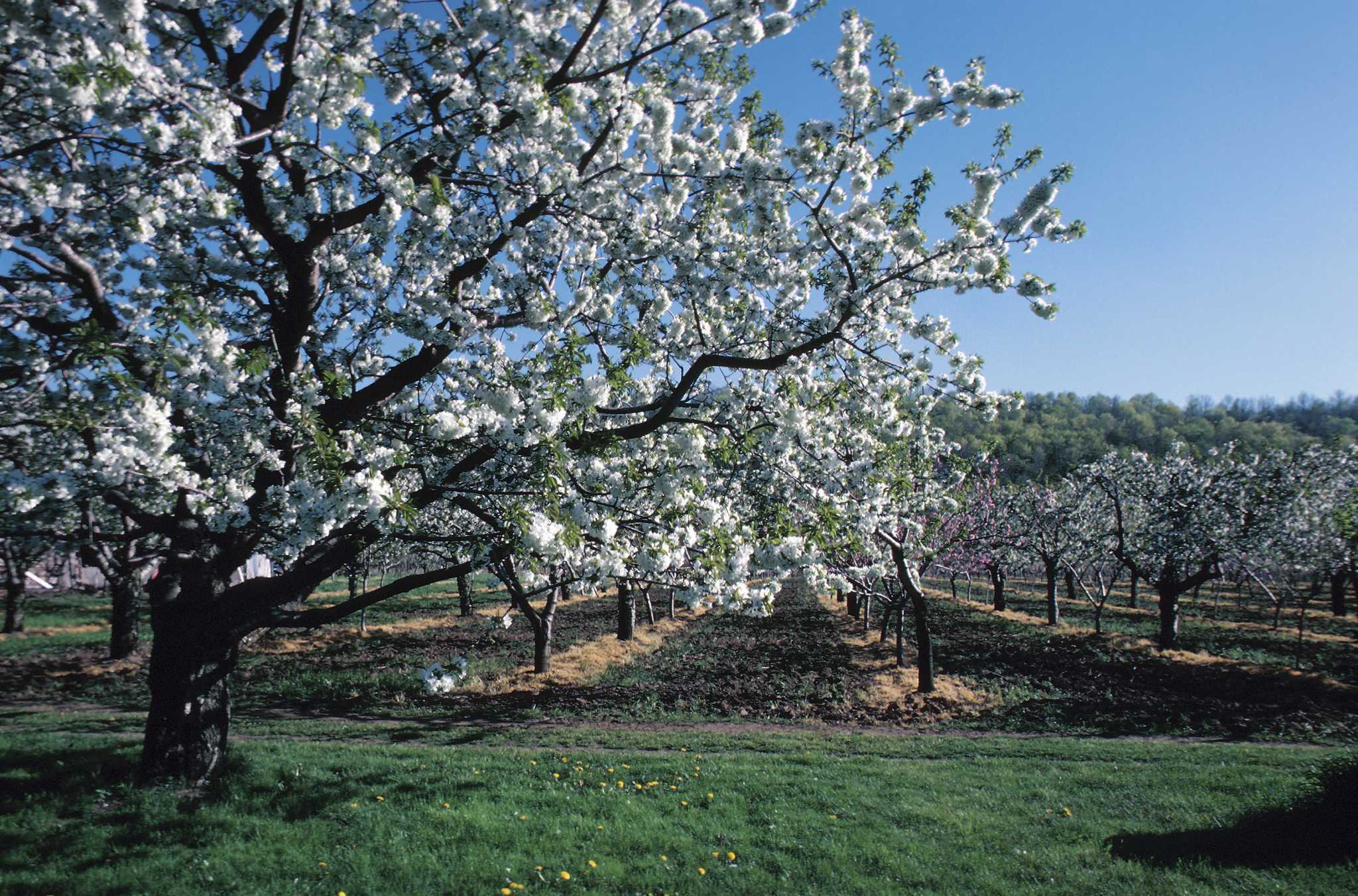 Contender Peach Tree - Stark Bro's