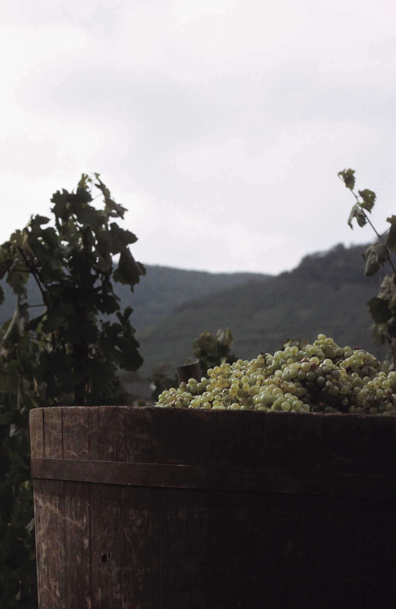 Suggestions for Planting a Wine Barrel Container