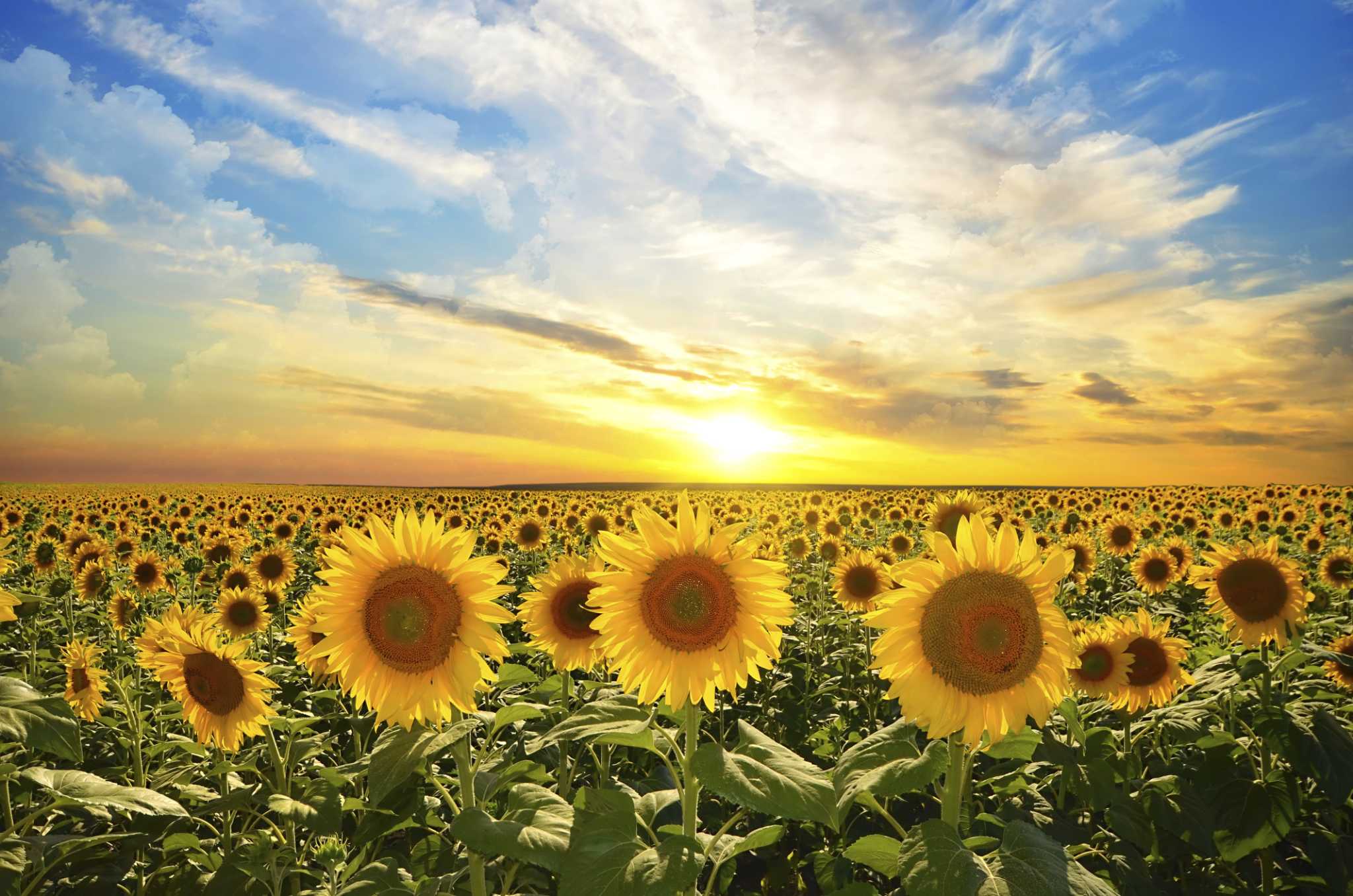 Are Sunflower Leaves Edible?