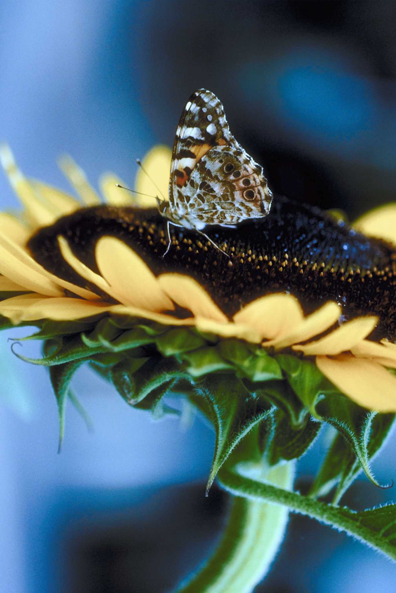 Do Sunflowers Attract Butterflies?