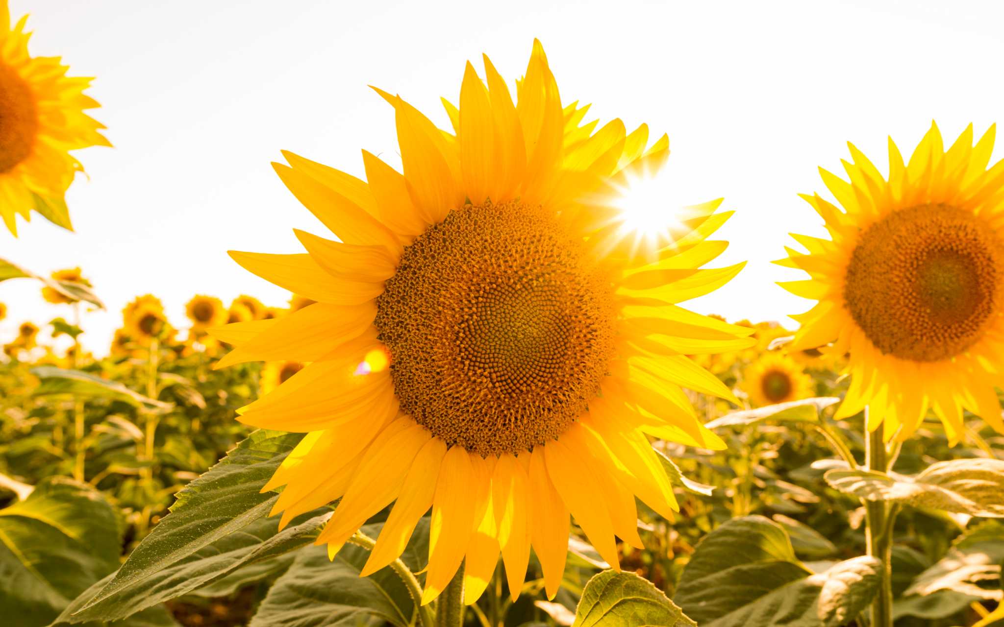 Do Sunflowers Grow More Than One Flower?
