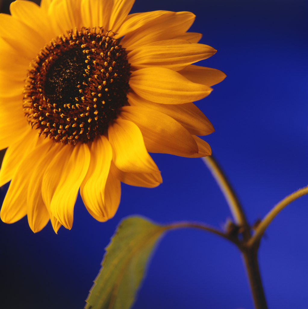 Will Sunflowers Keep Deer From Eating My Garden?