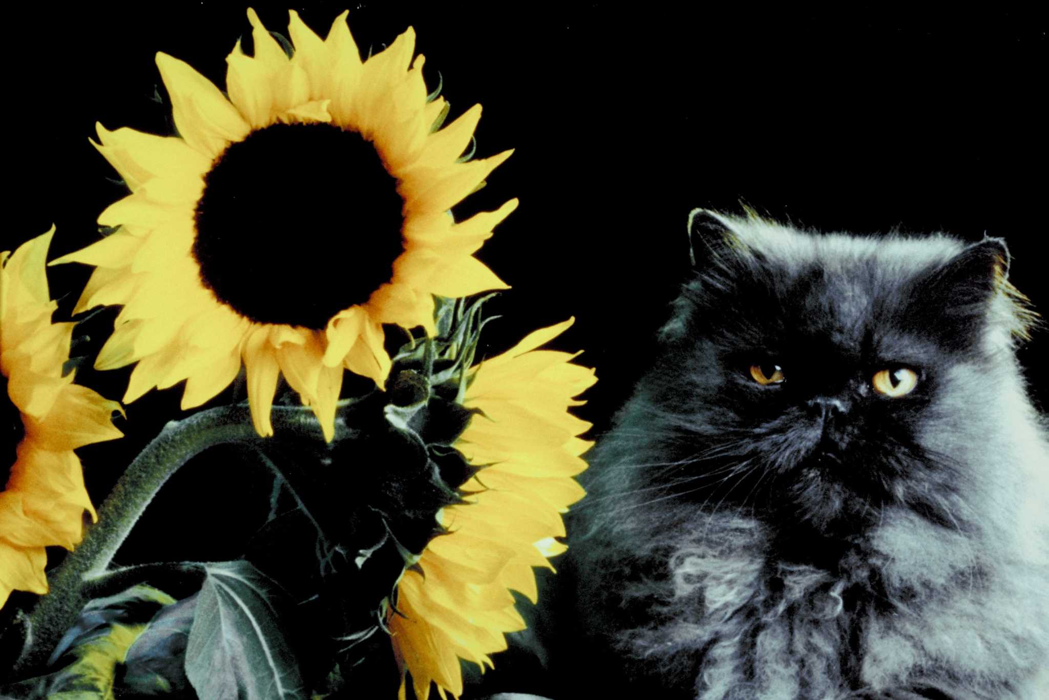 Are Sunflowers Poisonous to Cats?