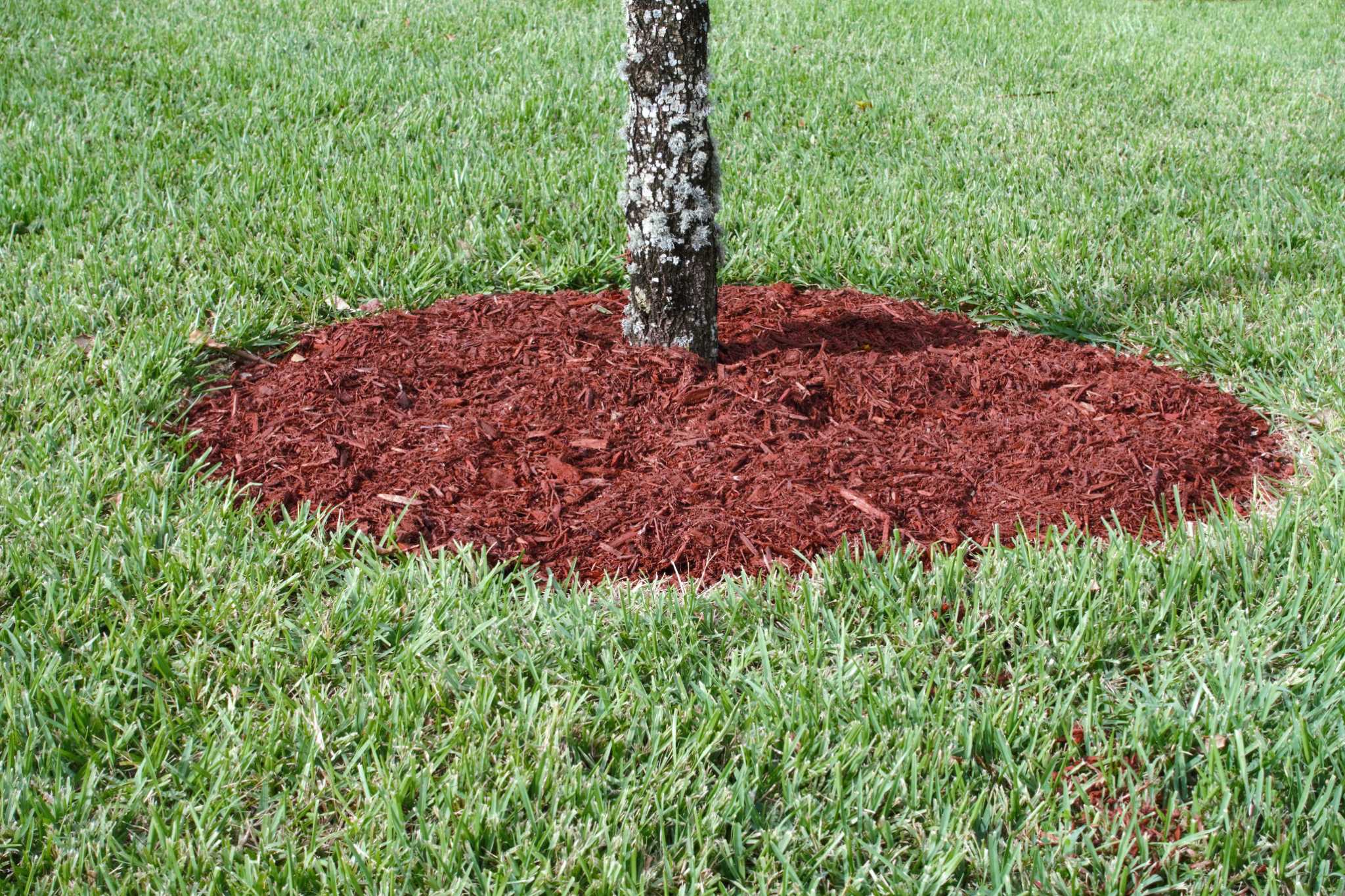 How To Refresh Mulch with Mulch Dye or Stain. #shorts 