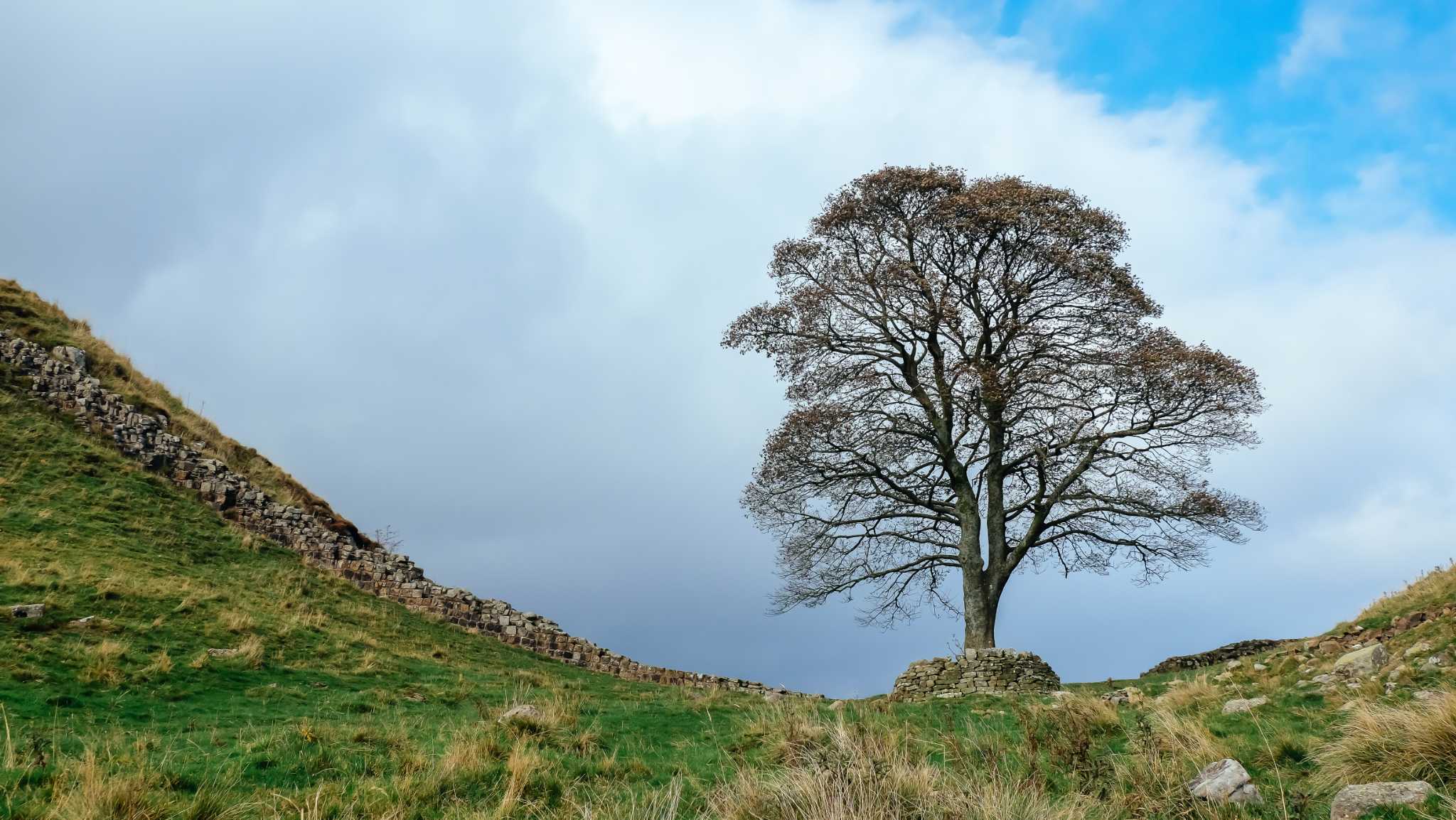 Facts About Sycamore Trees