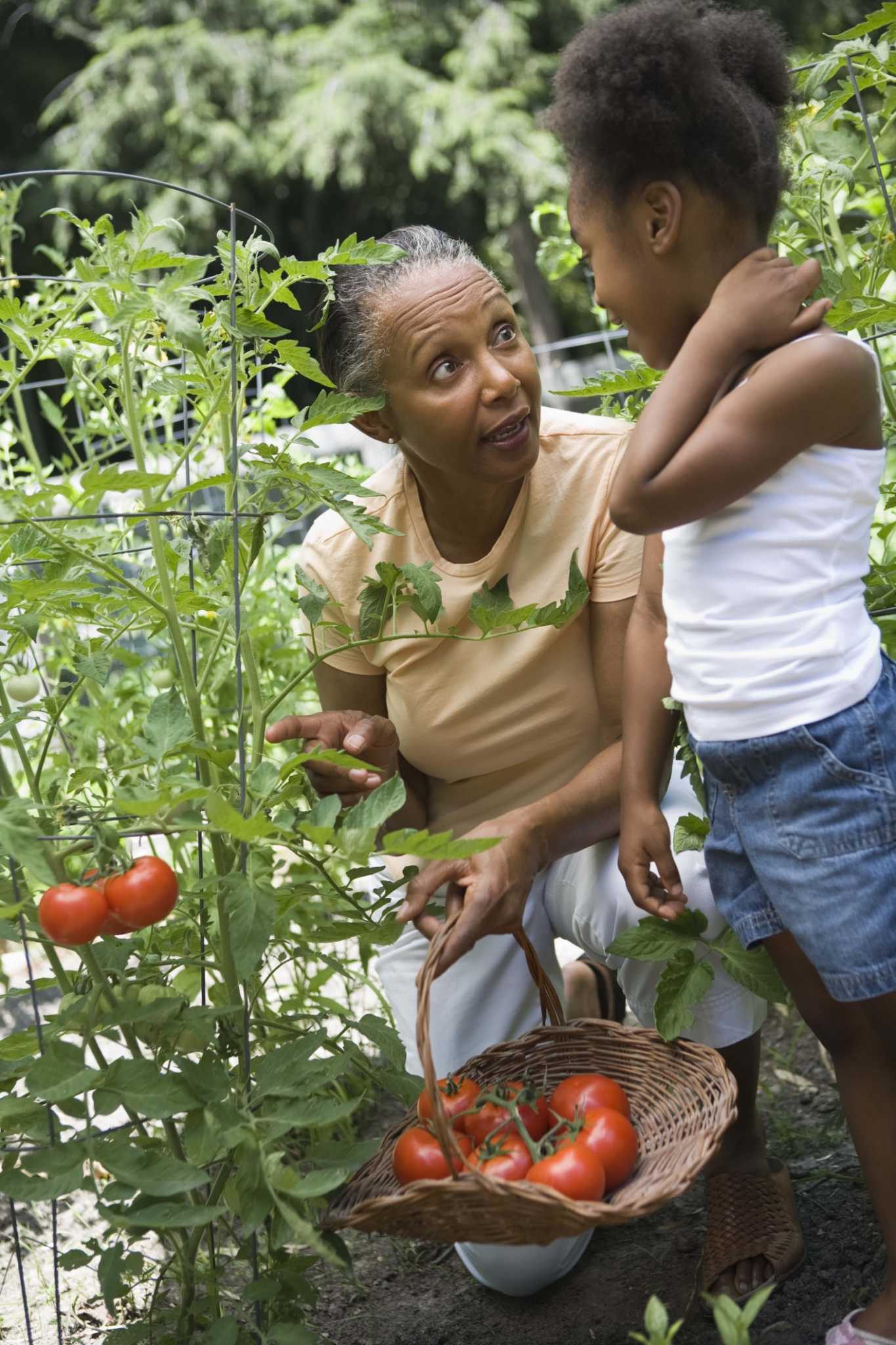 Systemic Insecticide for Whiteflies on Tomatoes