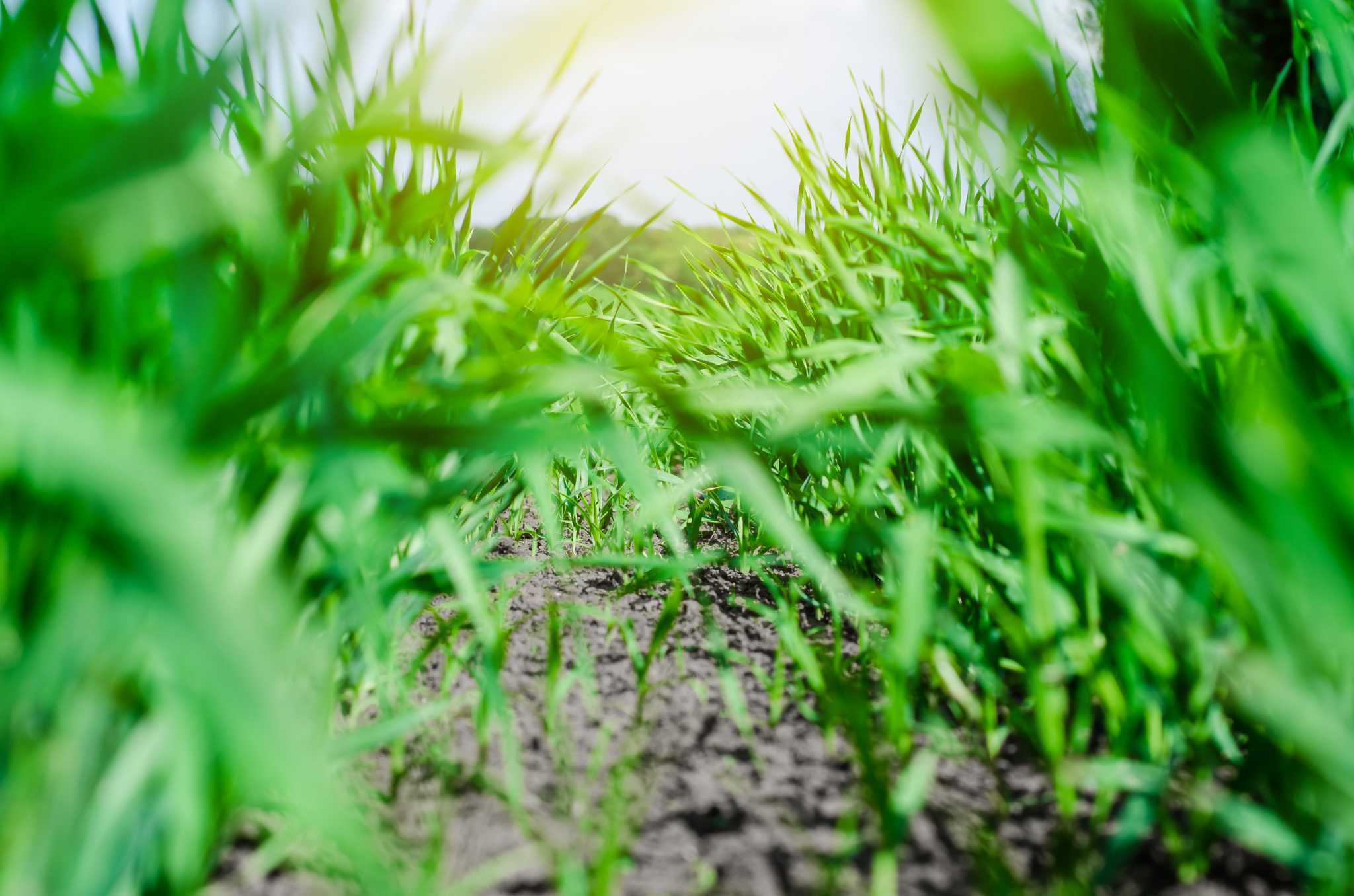 How Much Lime Should I Apply Per Acre of Land?