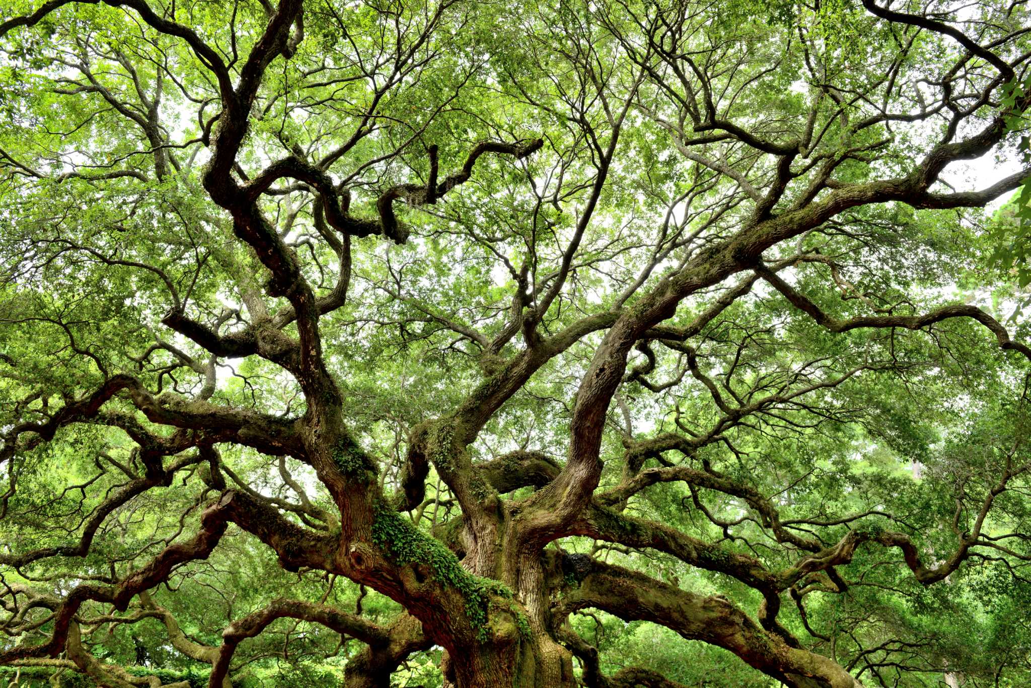 How Much Will a Live Oak Grow in a Year?