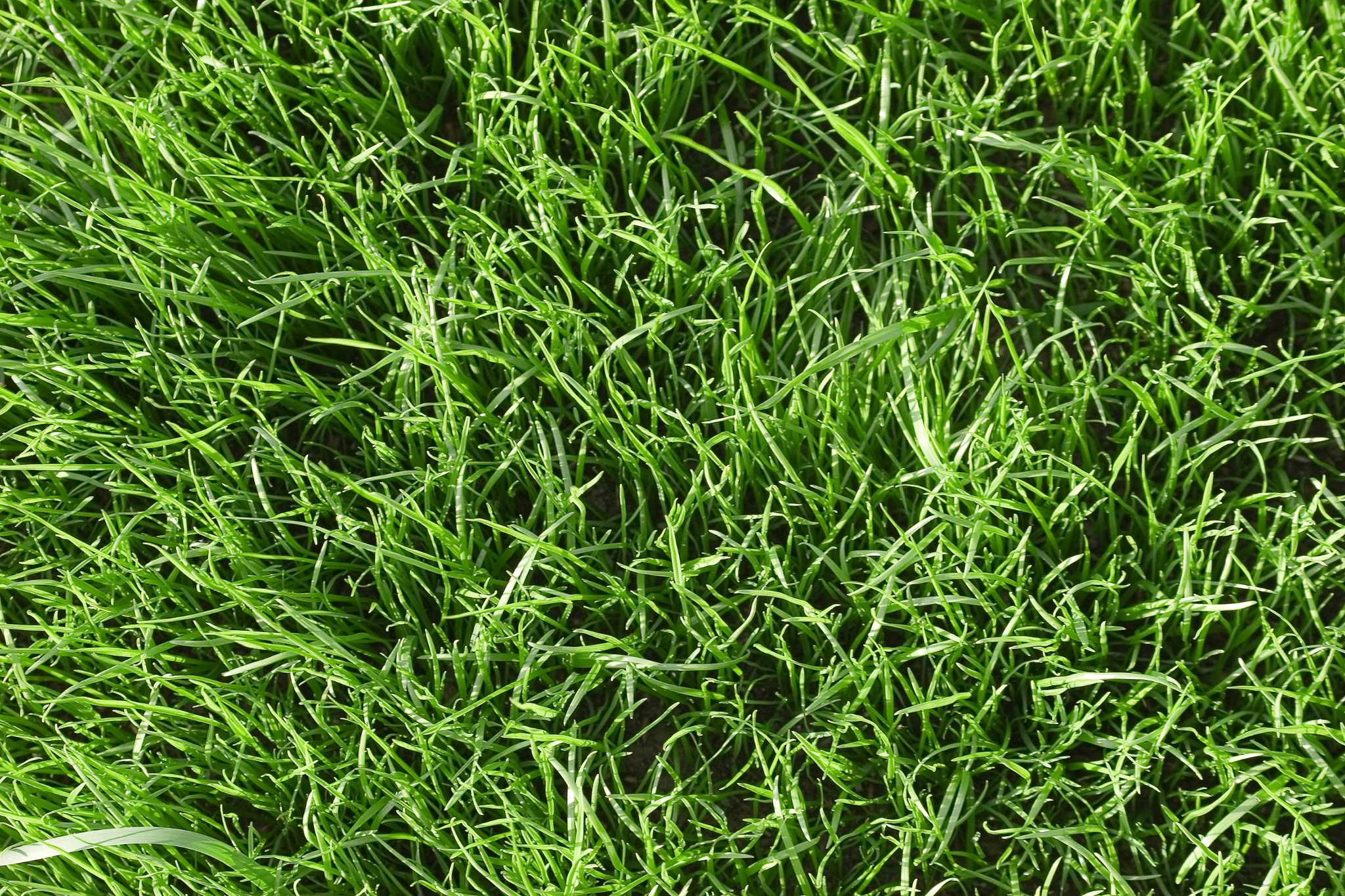 How Much Nitrogen Does Scott's Turfbuilder Have?